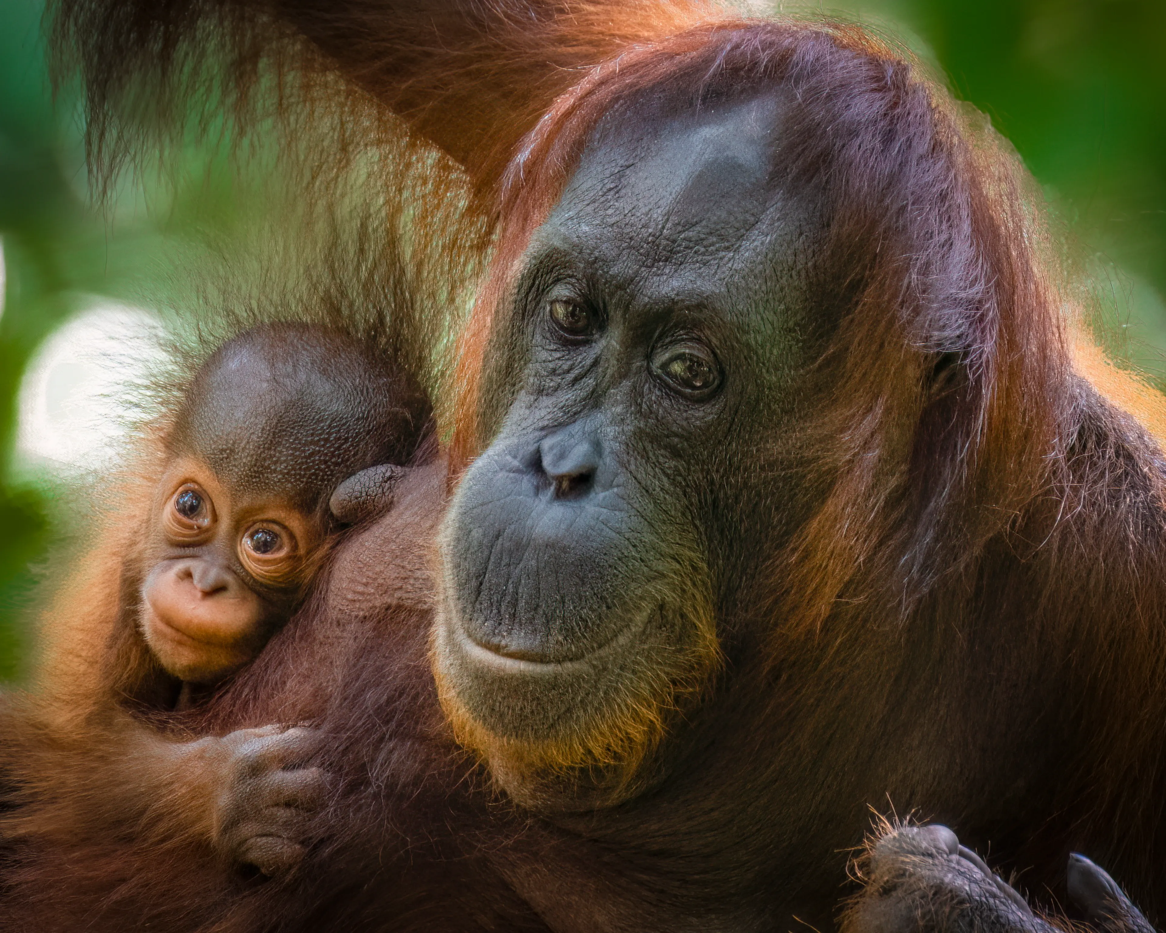 A mother Bornean orangutan with shaggy orange hair holds her baby close to her chest in the forest. The baby peeks out with wide, curious eyes.