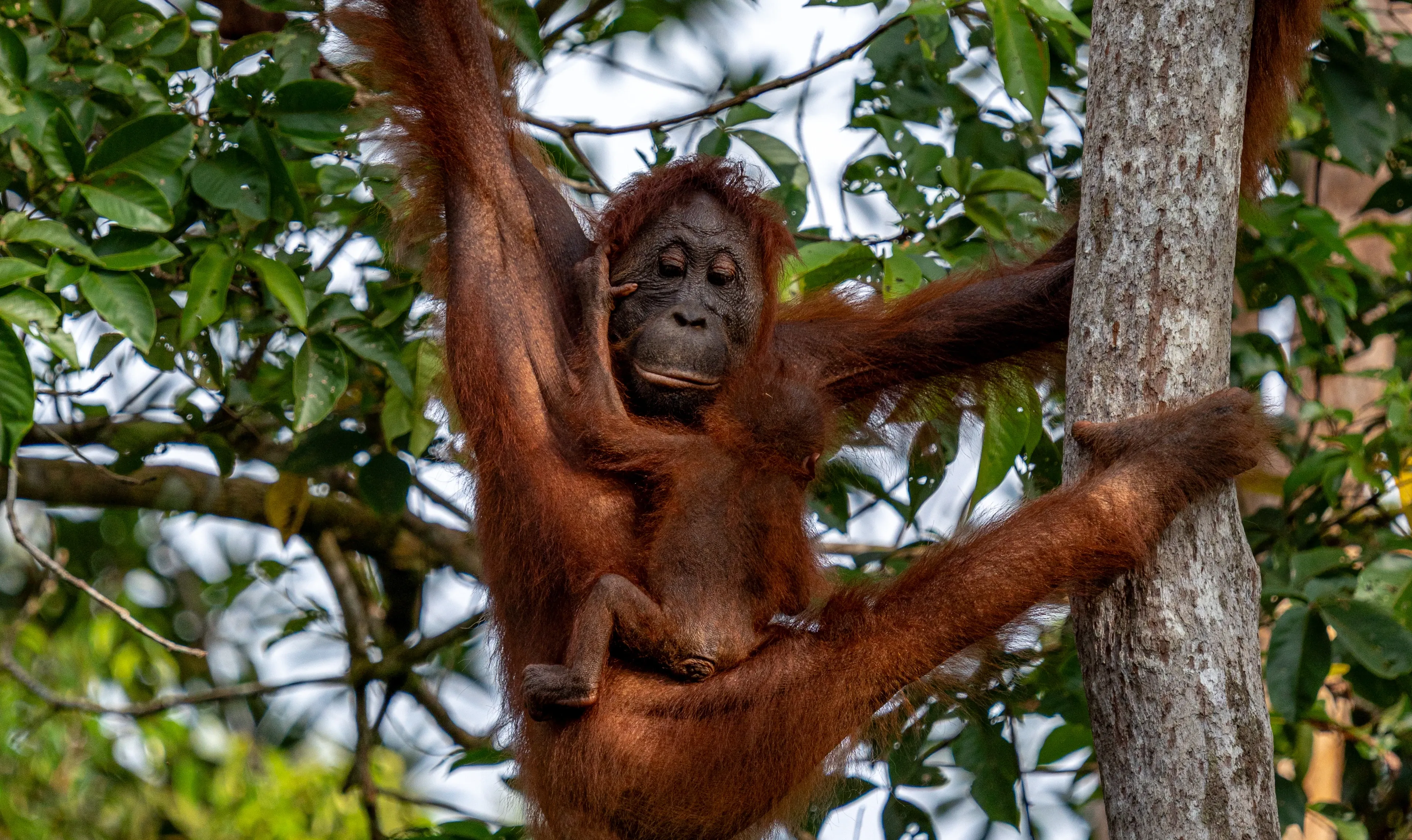 A mother Bornean orangutan hangs from forest branches with her arms stretched up and one foot braced on a tree trunk, her baby clinging to her chest.