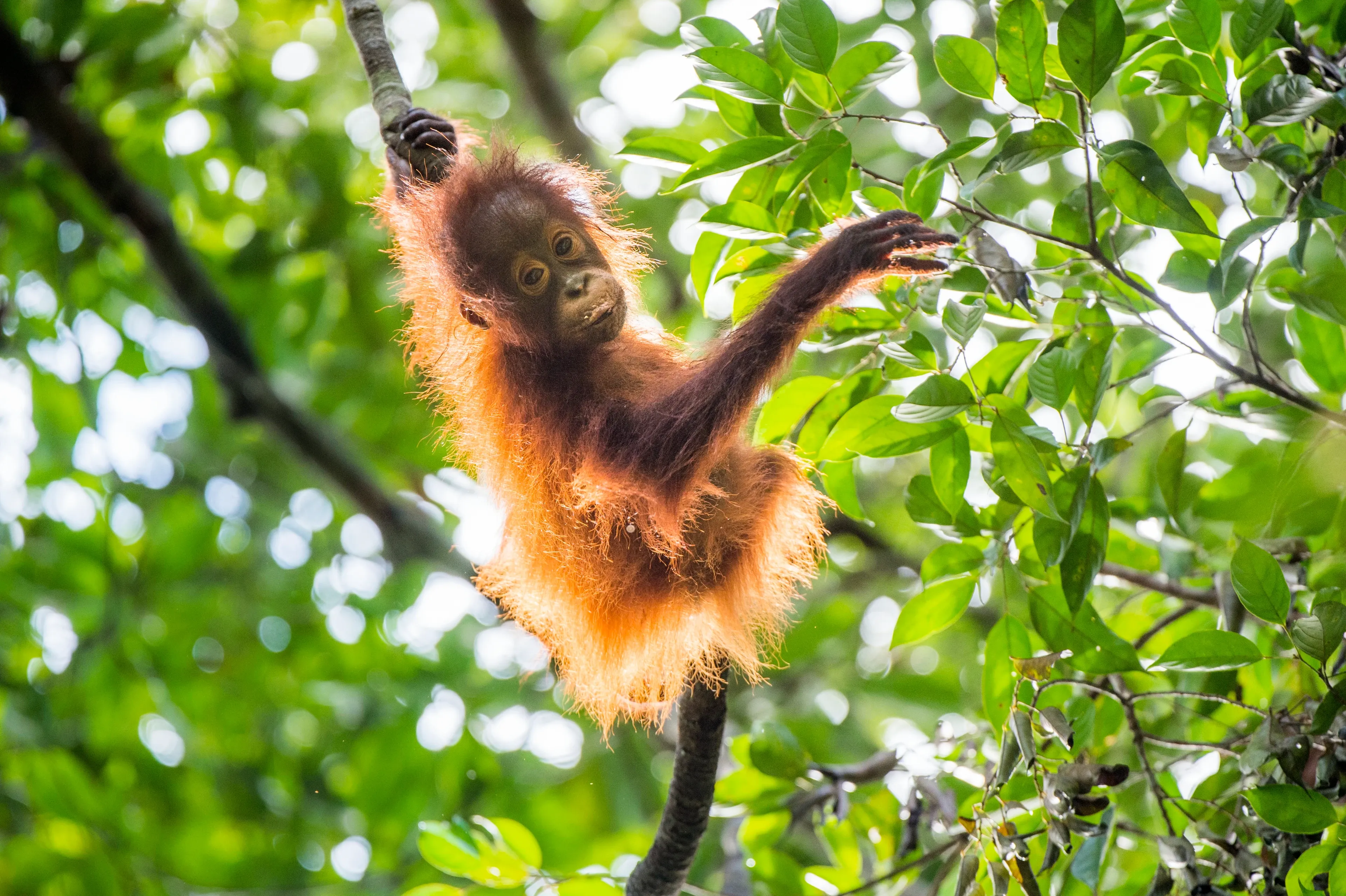 A young Bornean orangutan with bright orange fur hangs from a tree branch, one hand gripping the wood and the other reaching toward green leaves.