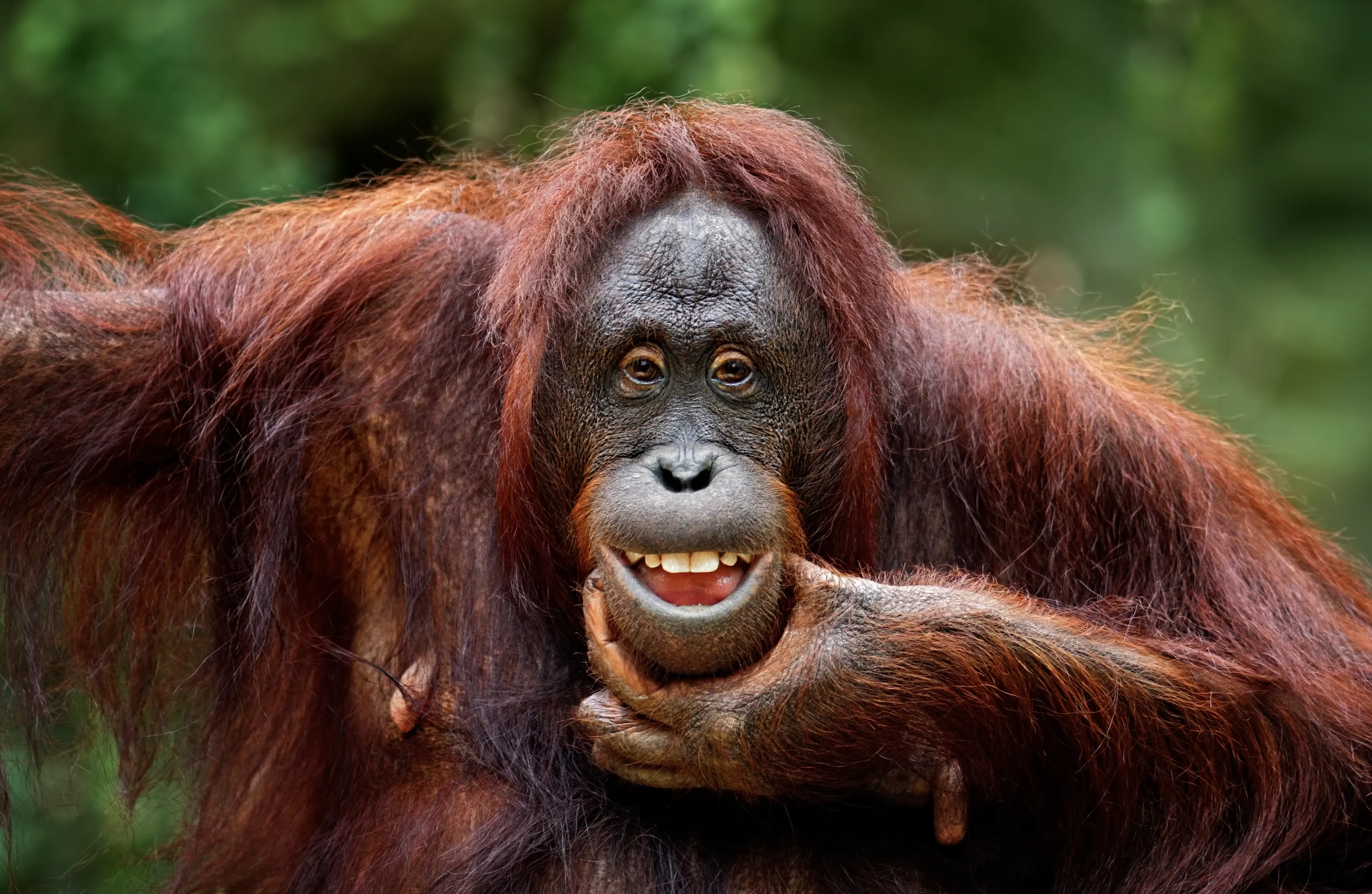 A Bornean orangutan looks forward with its mouth open in a wide grin, one hand cupped under its chin, long reddish-brown hair around its dark face.