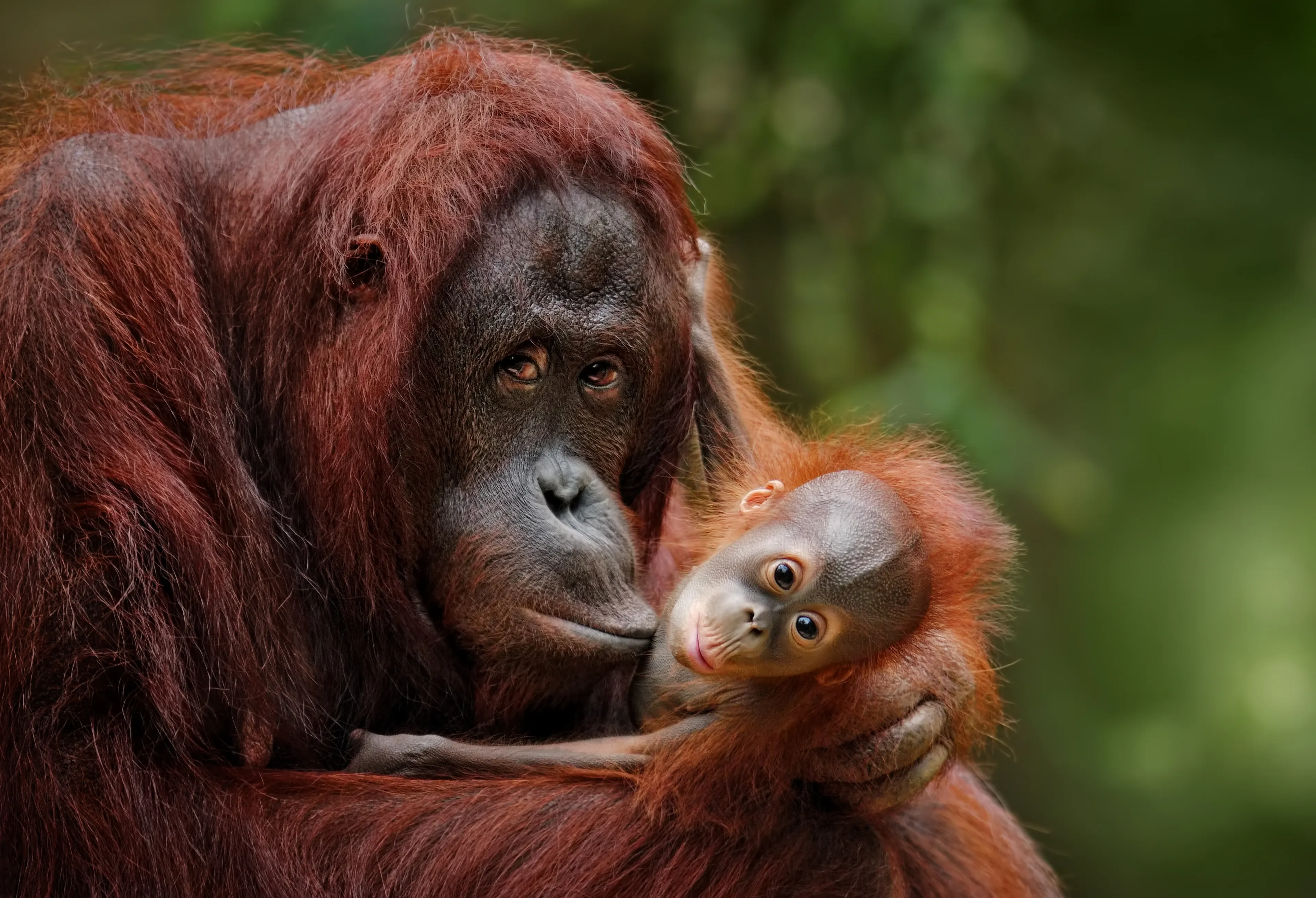 A mother Bornean orangutan presses her face gently against her baby’s head as she cradles it. The wide-eyed baby looks out from her shaggy orange fur.