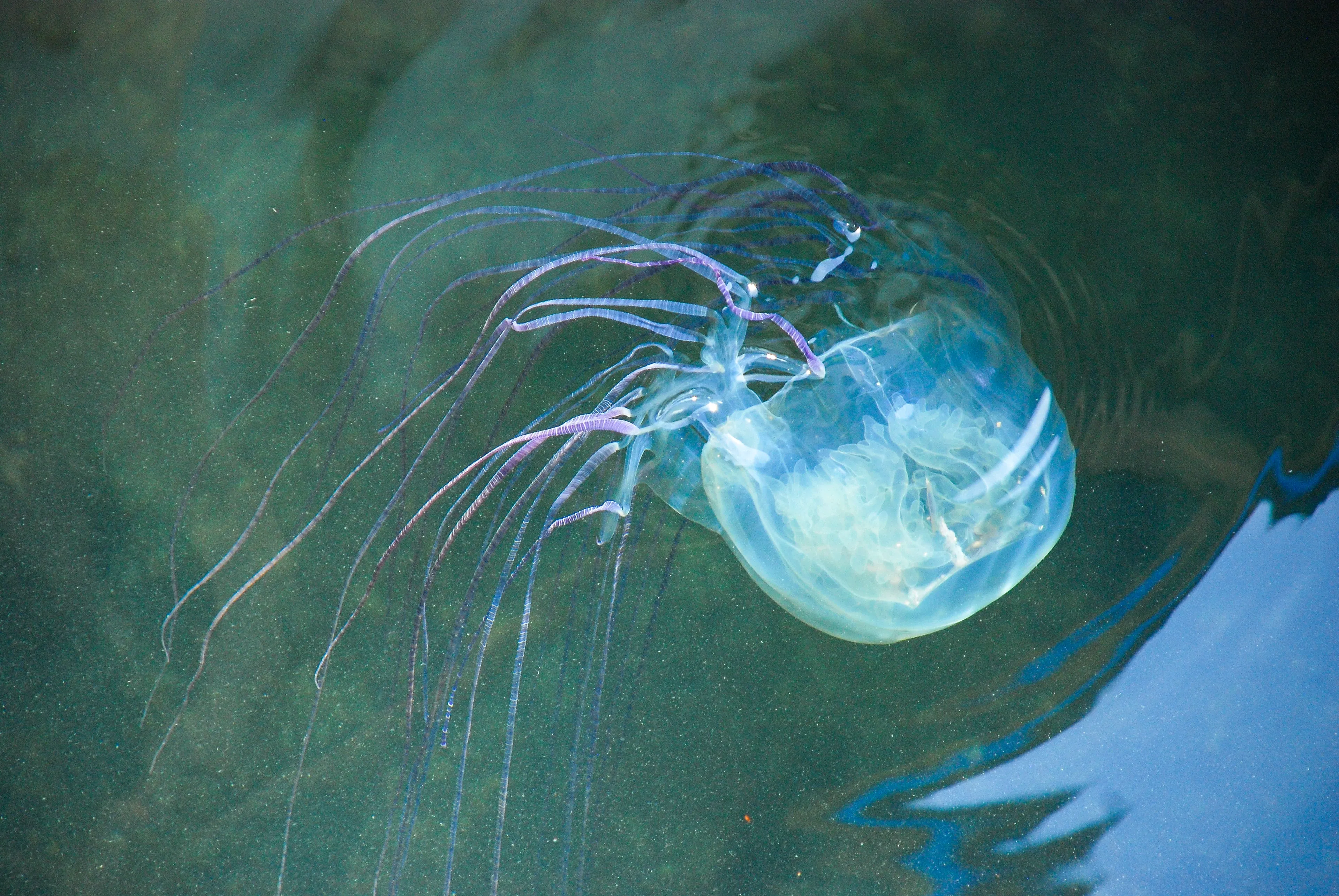 A box jellyfish floats just beneath the rippled surface of dark green water, its translucent cube-shaped bell glowing a soft blue-white. Long, wispy pale-purple tentacles trail behind it as it drifts.