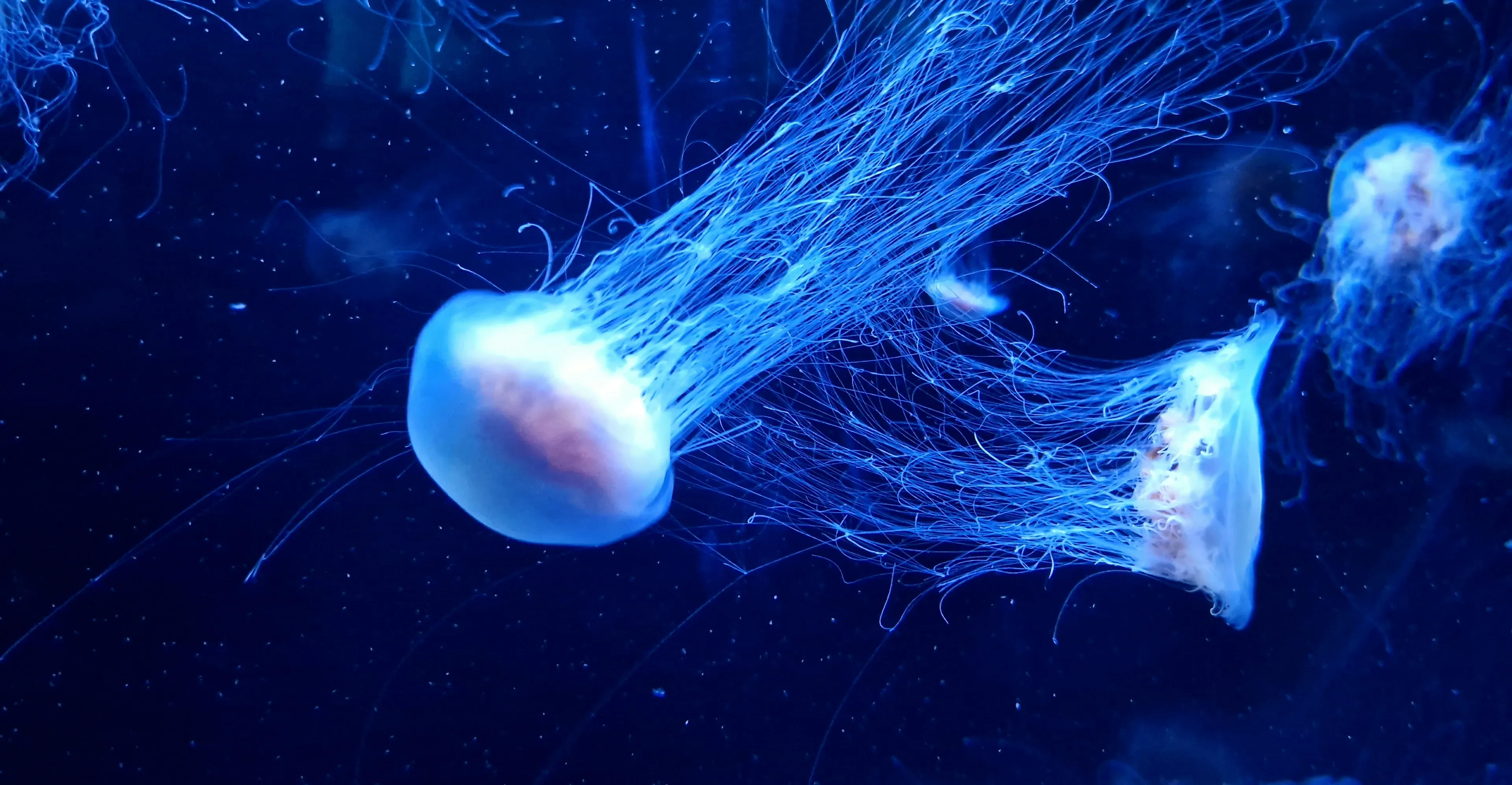 Several box jellyfish drift through dark blue water, their translucent bells glowing with a soft white light. Long, wispy tentacles trail behind them like fine, tangled blue threads.