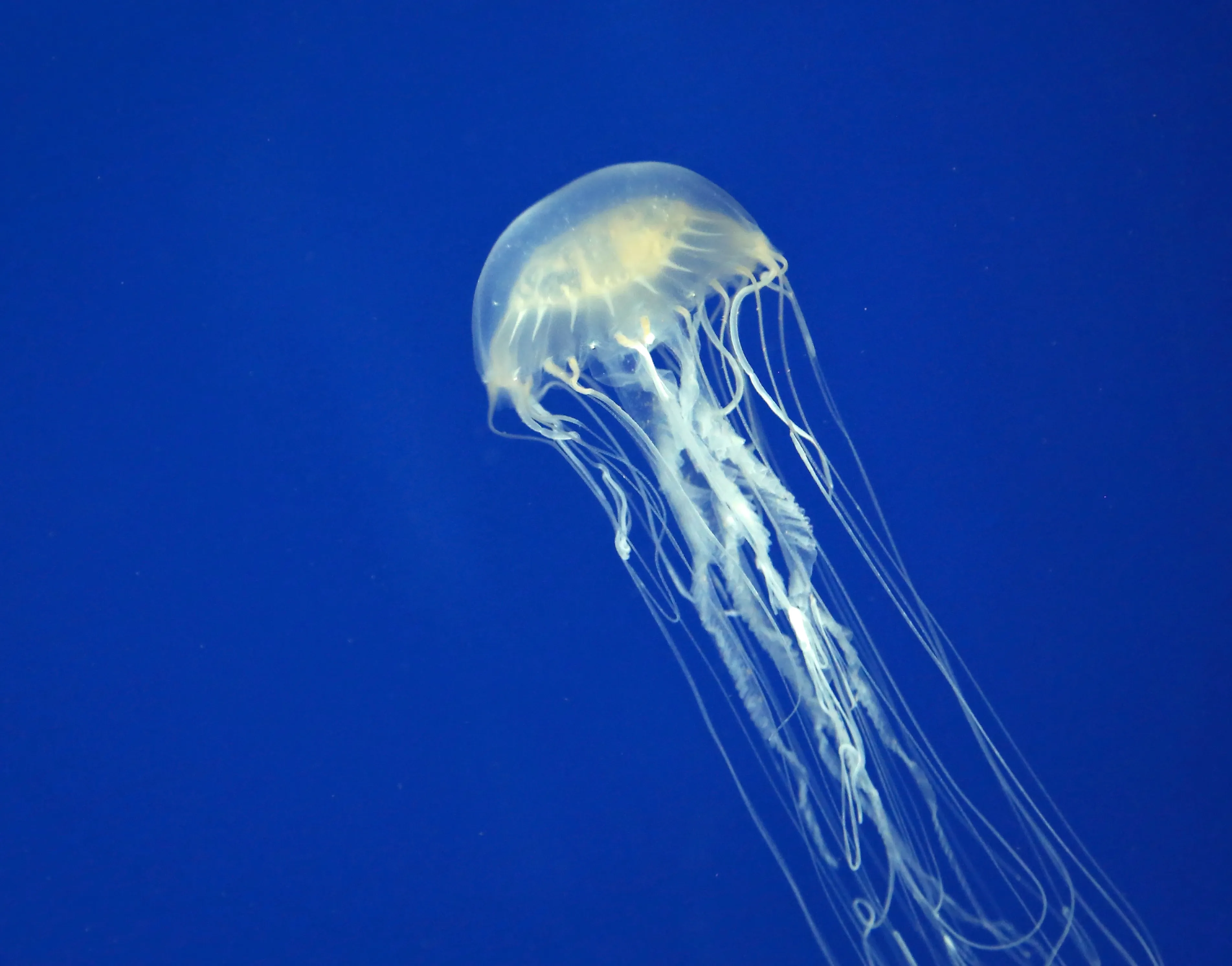 A translucent box jellyfish floats diagonally through deep blue water. Its clear, cube-shaped bell leads, with many long, thin white tentacles and frilly arms trailing behind like delicate threads.