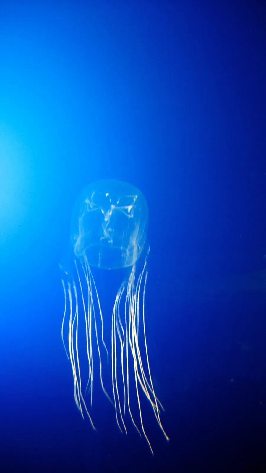 A box jellyfish drifting in blue water, its transparent cube-shaped bell trailing clusters of fine tentacles from the corners.