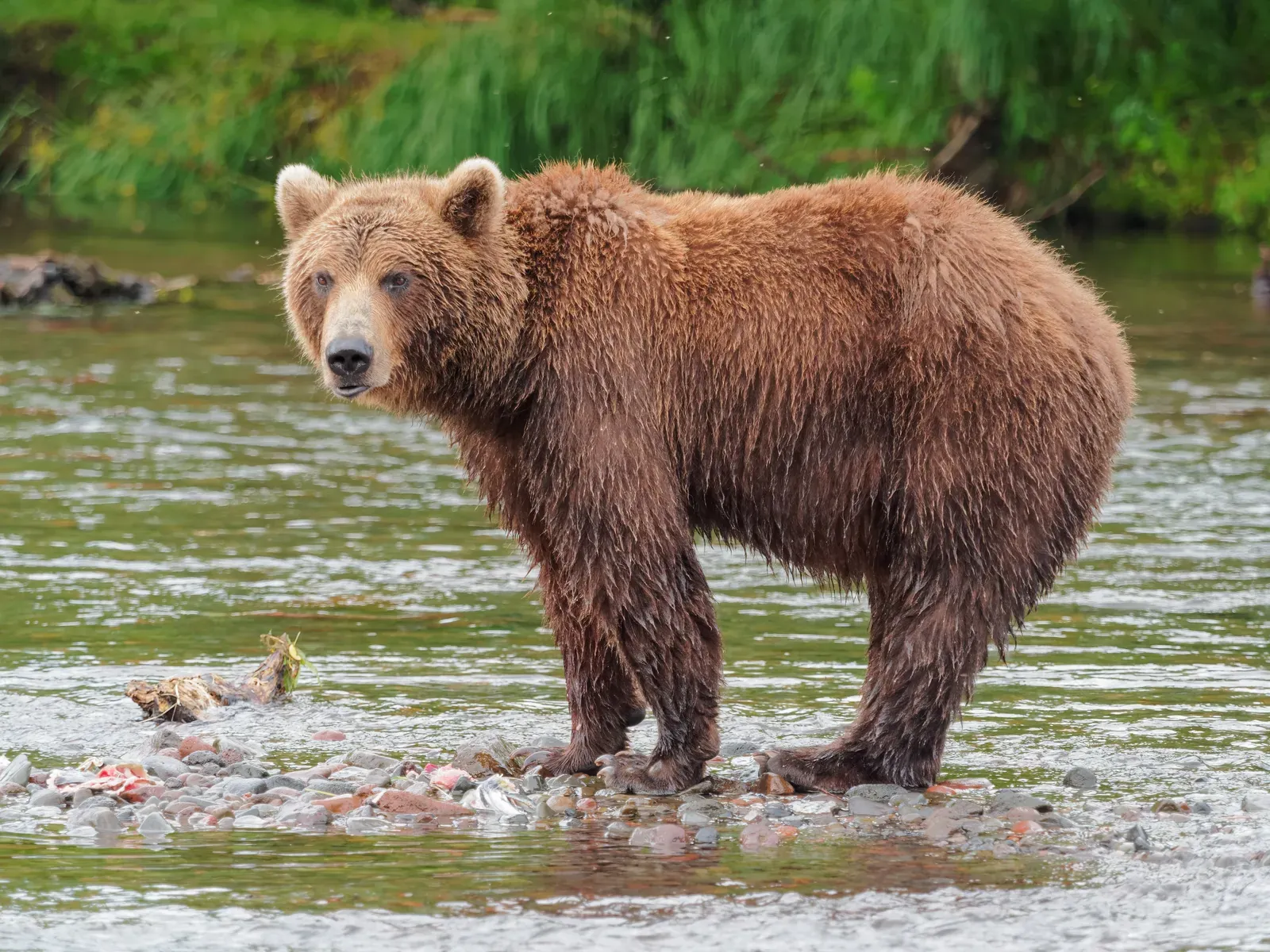 A brown bear with thick wet fur and a muscular shoulder hump standing on a rocky riverbank, looking toward the camera.