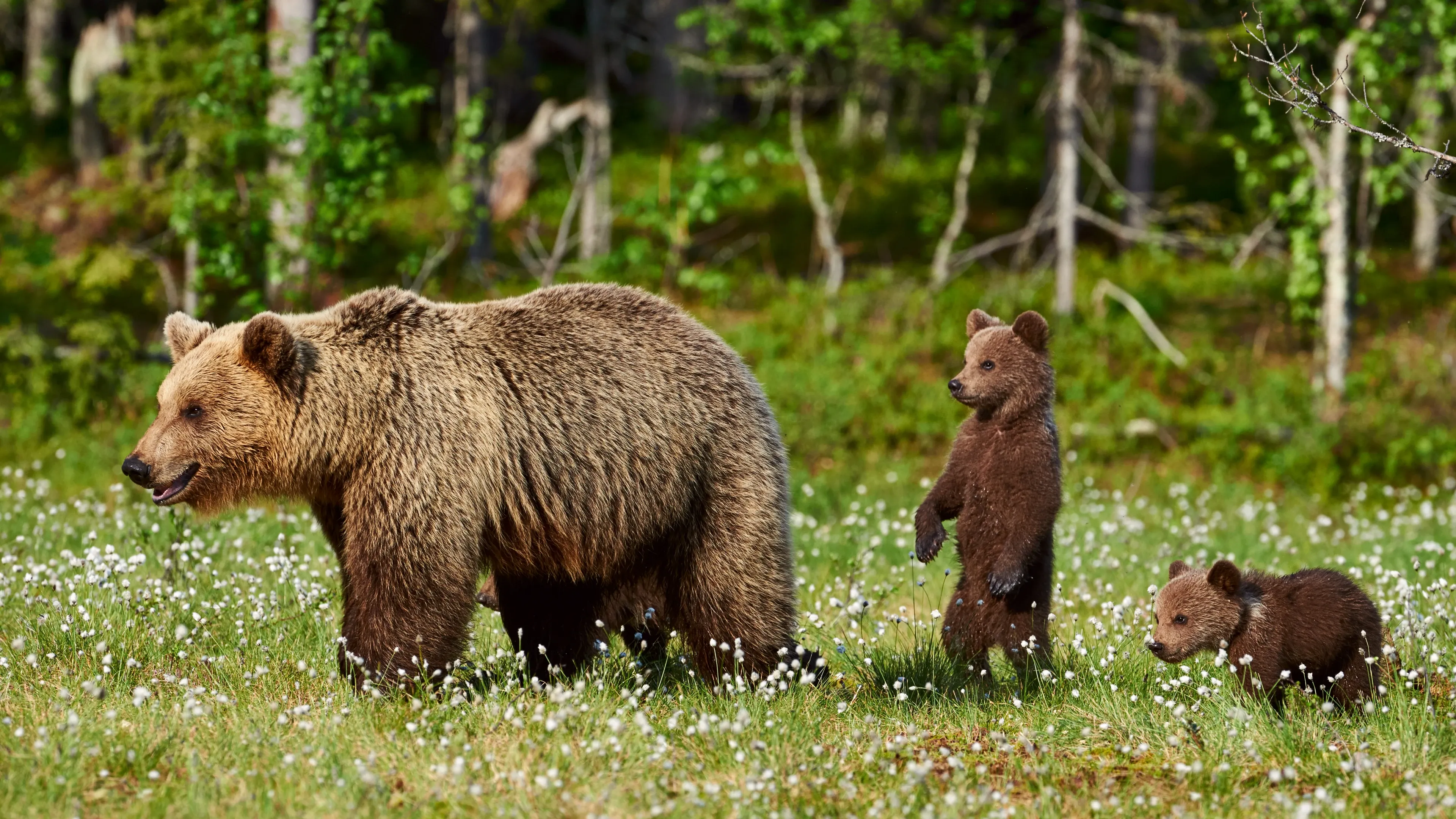A large brown bear walks left through a sunlit meadow of green grass and white wildflowers, with two small cubs following — one standing tall on its hind legs to look around.