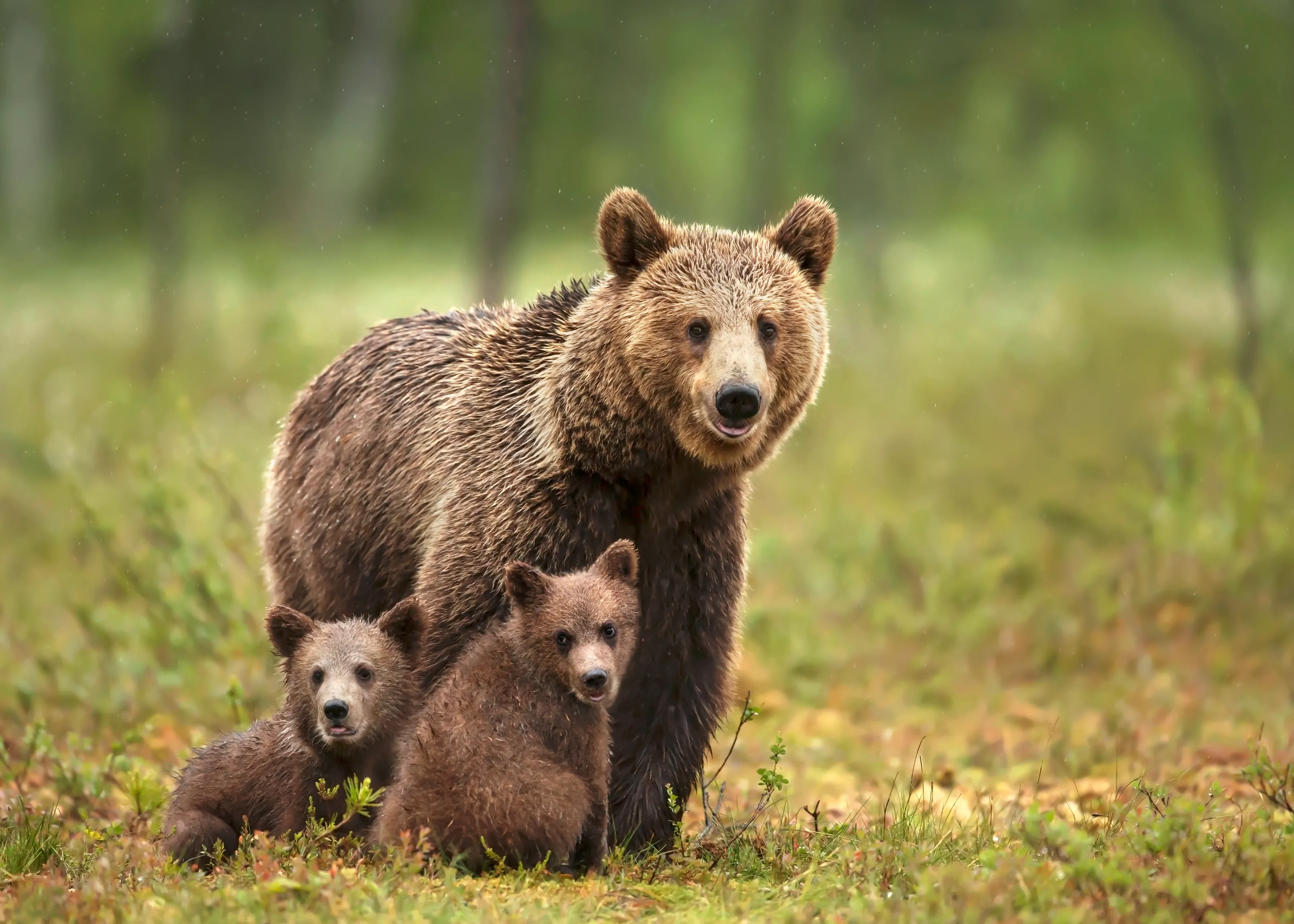 A mother brown bear stands in a grassy forest clearing with two small, fuzzy cubs sitting safely between her front legs, all looking forward together.