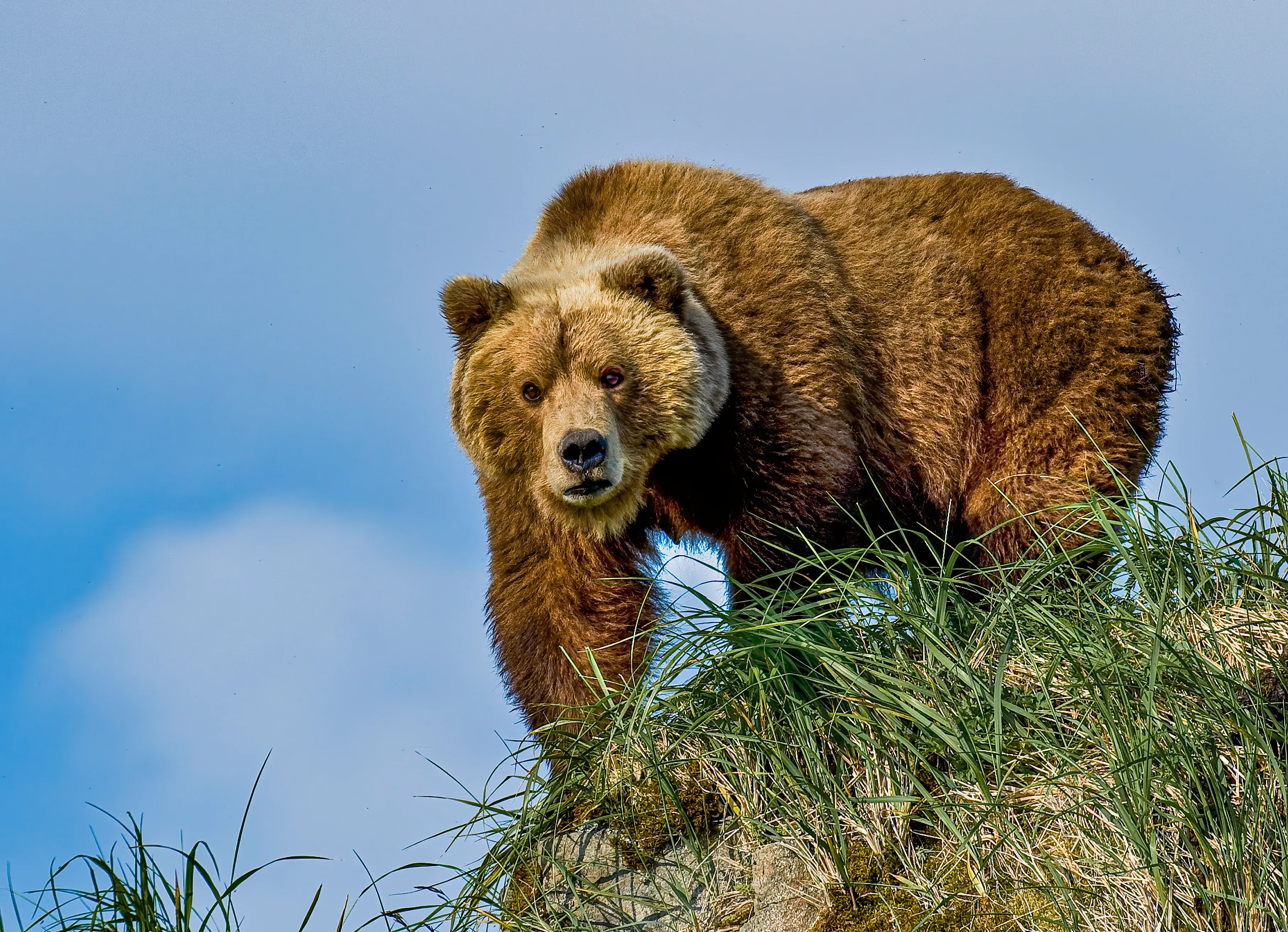 A brown bear stands on a grassy, rocky ridge and looks toward us, thick shaggy fur and a lighter tan muzzle set against a bright blue sky.