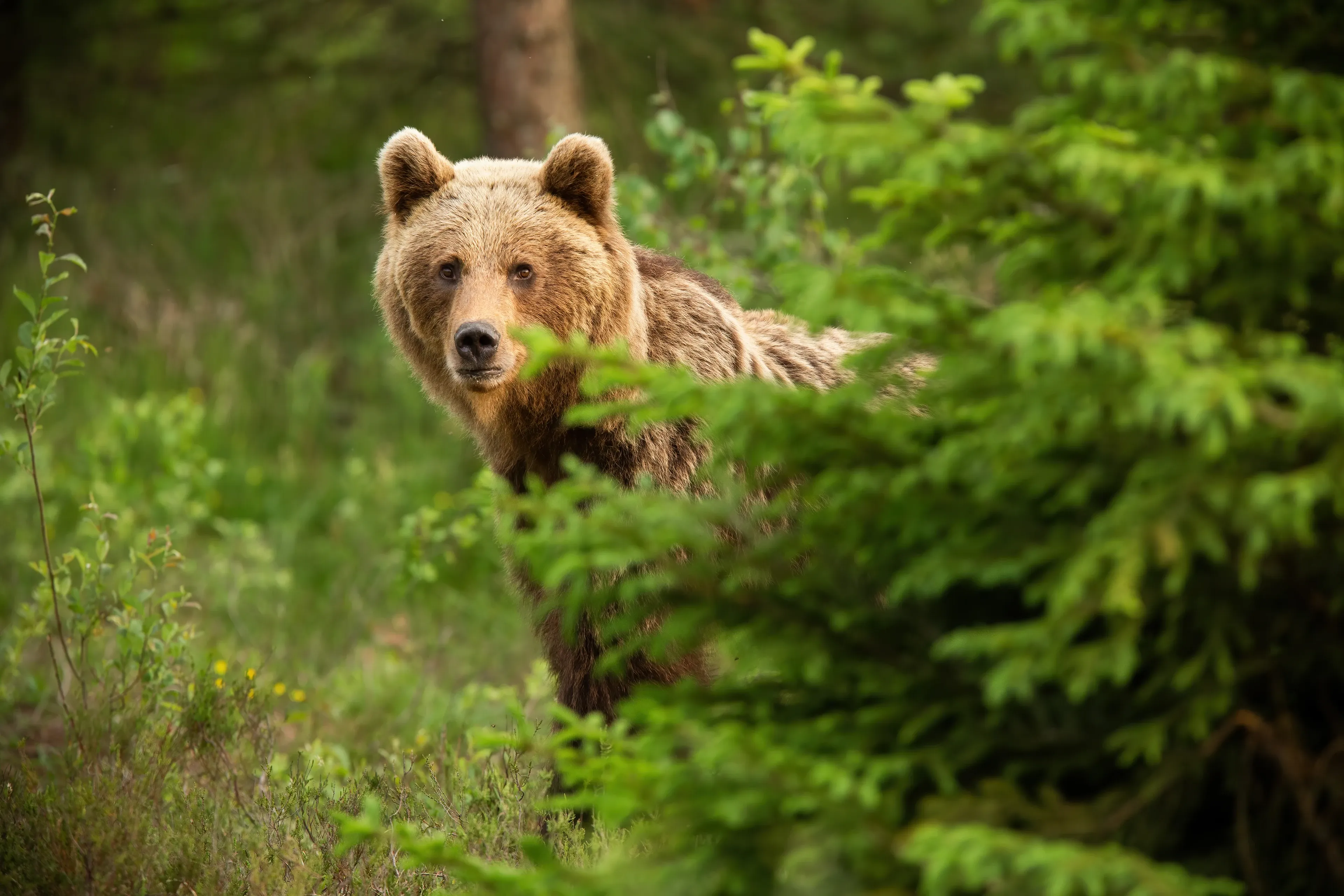 A brown bear peeks out from behind a bright green bush in a lush forest, round fuzzy ears and dark eyes looking straight ahead.