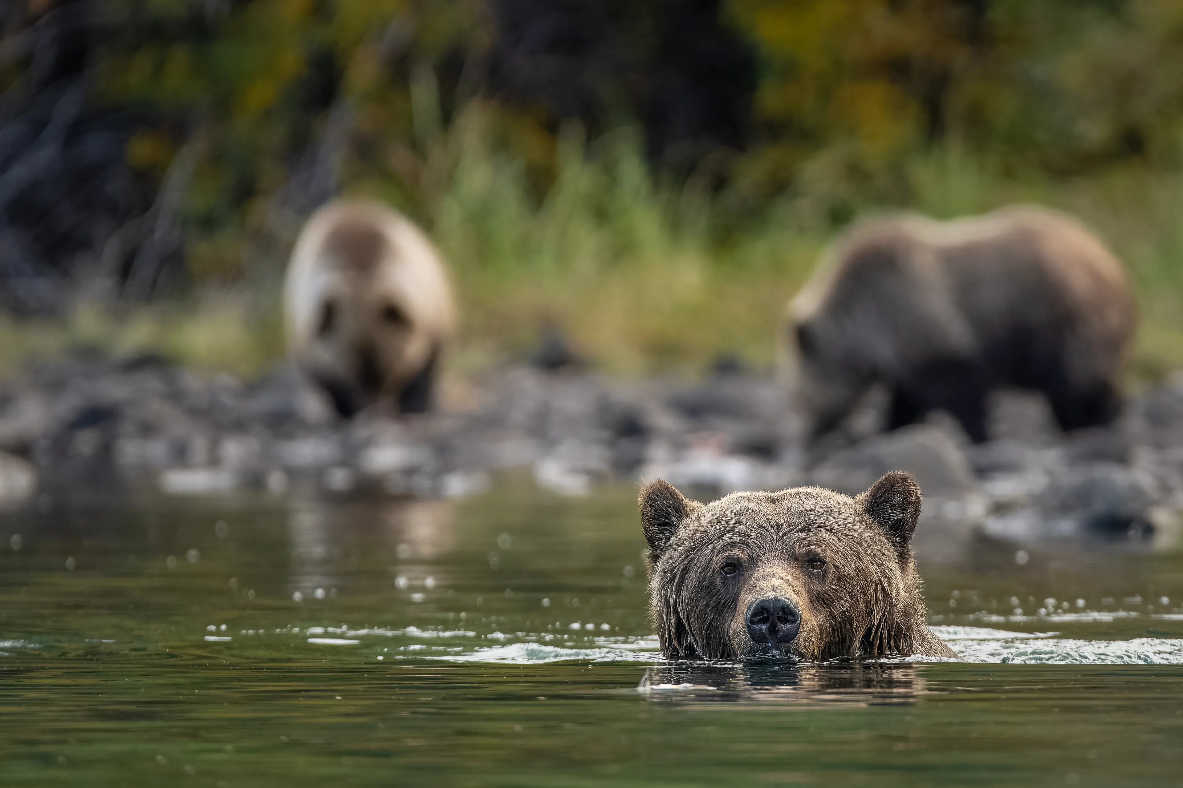 A brown bear swims in a calm river with only its wet head and rounded ears above the dark water, while two more brown bears stand on a rocky shoreline under autumn trees.