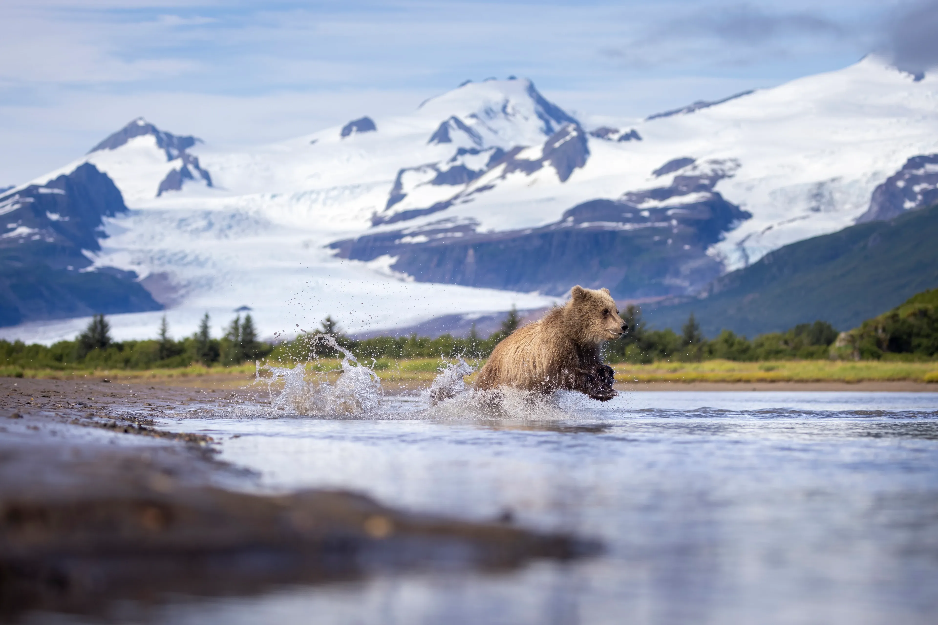 A brown bear runs through shallow water, splashing as it goes, with green trees and snow-capped mountains rising behind it.