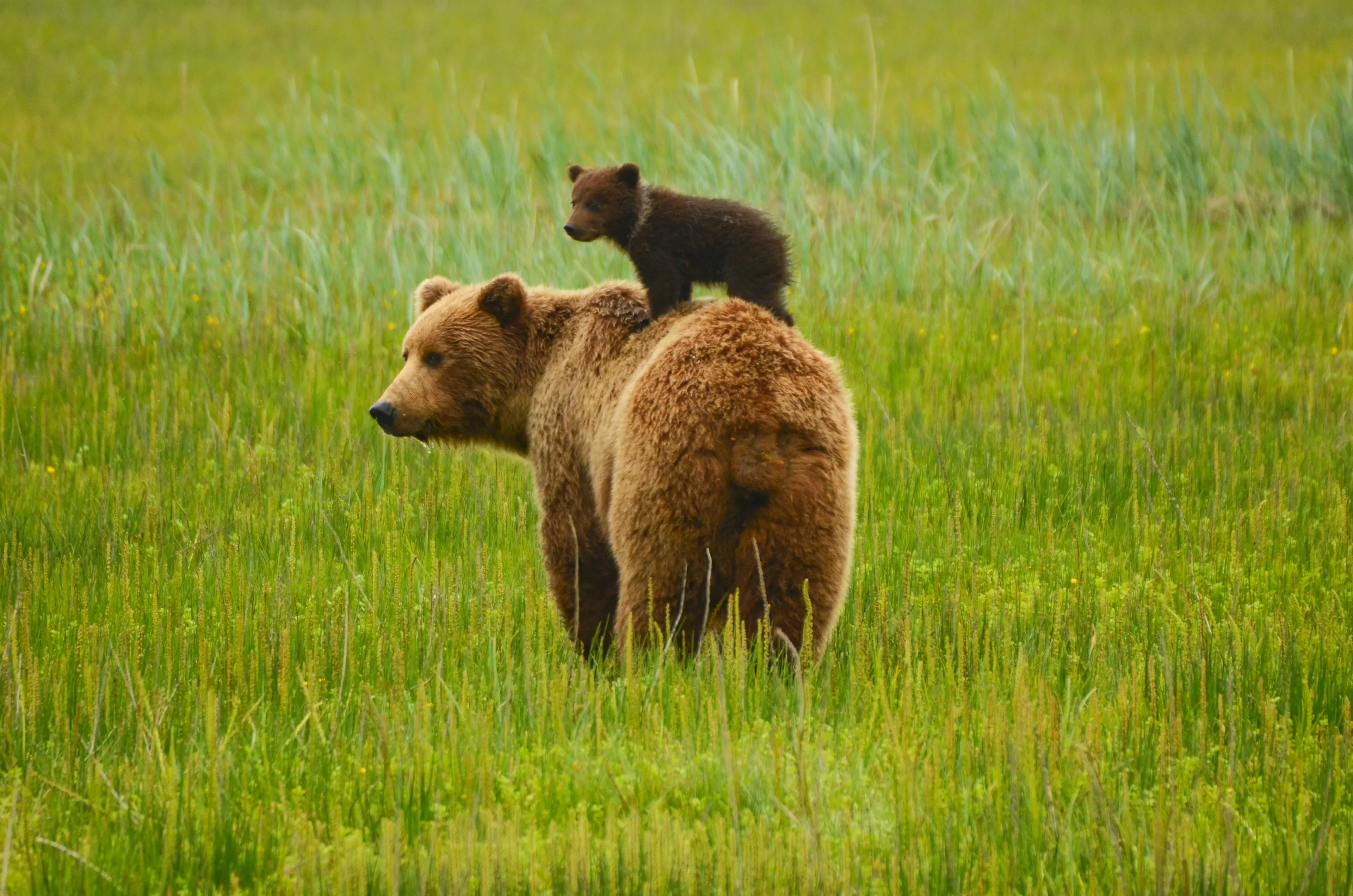 A large brown bear stands in tall green grass with a tiny dark-furred cub riding on its back, both looking toward the left.