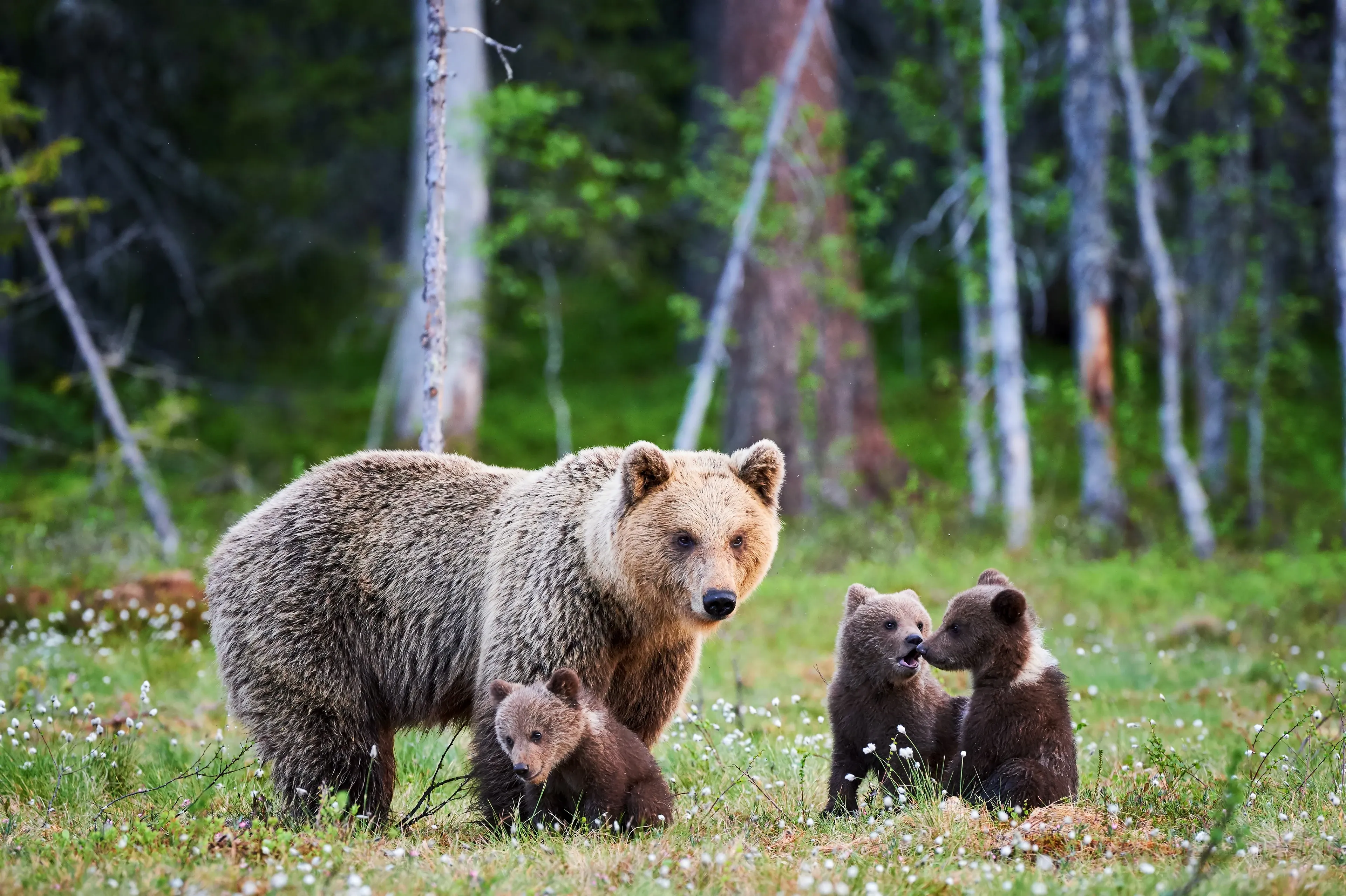 A mother brown bear stands in a grassy forest clearing with three small dark-brown cubs — one tucked beneath her and two sitting nearby among tiny white flowers.
