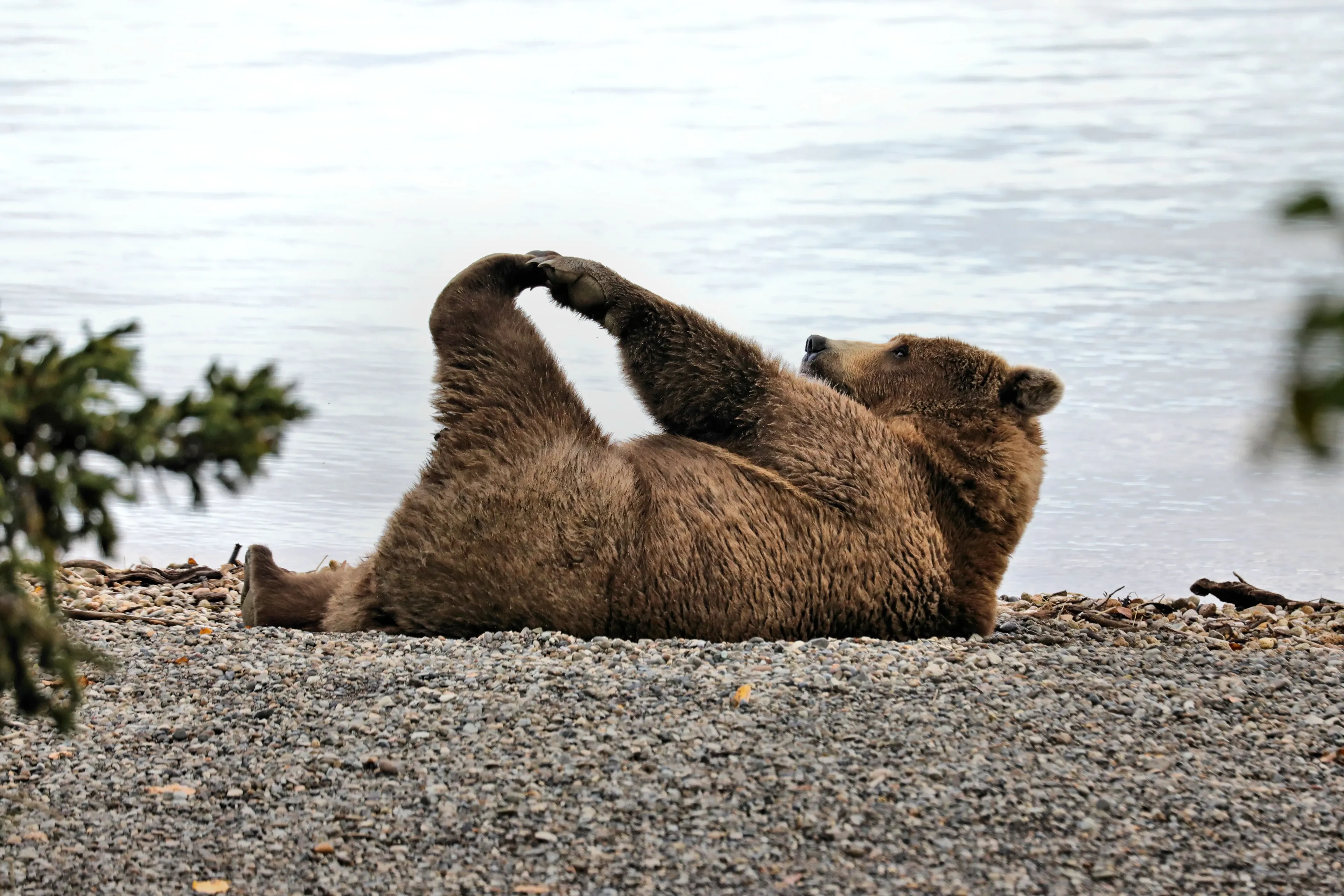 A brown bear lying on its back on a pebbly shore, holding one hind paw with its front paws beside calm water.
