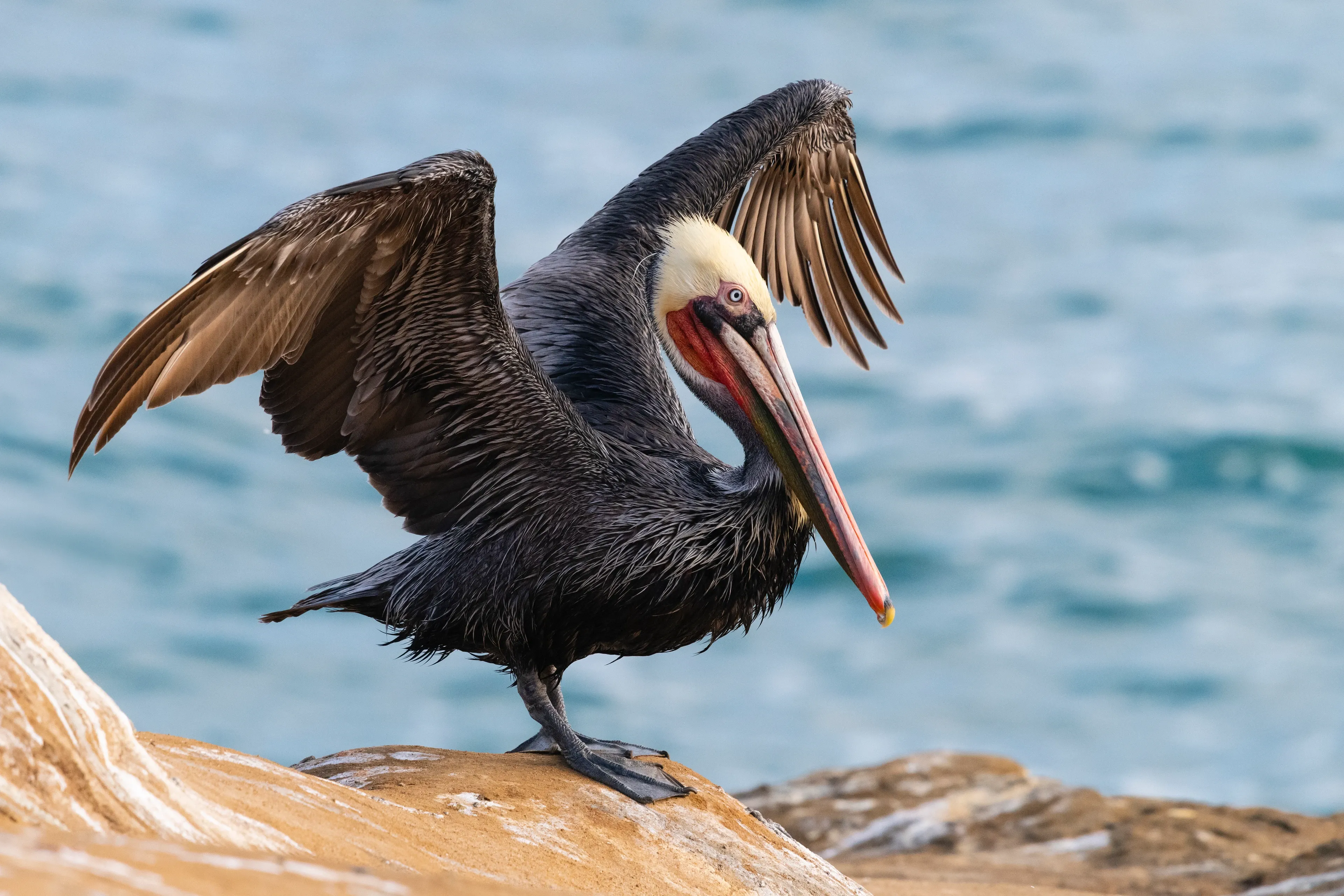 A brown pelican stands on a sunlit coastal rock with its large dark wings spread and arched. It has a white crown, a deep chestnut-brown neck, and a long grey beak with a small orange-red tip, with blue-green sea behind it.