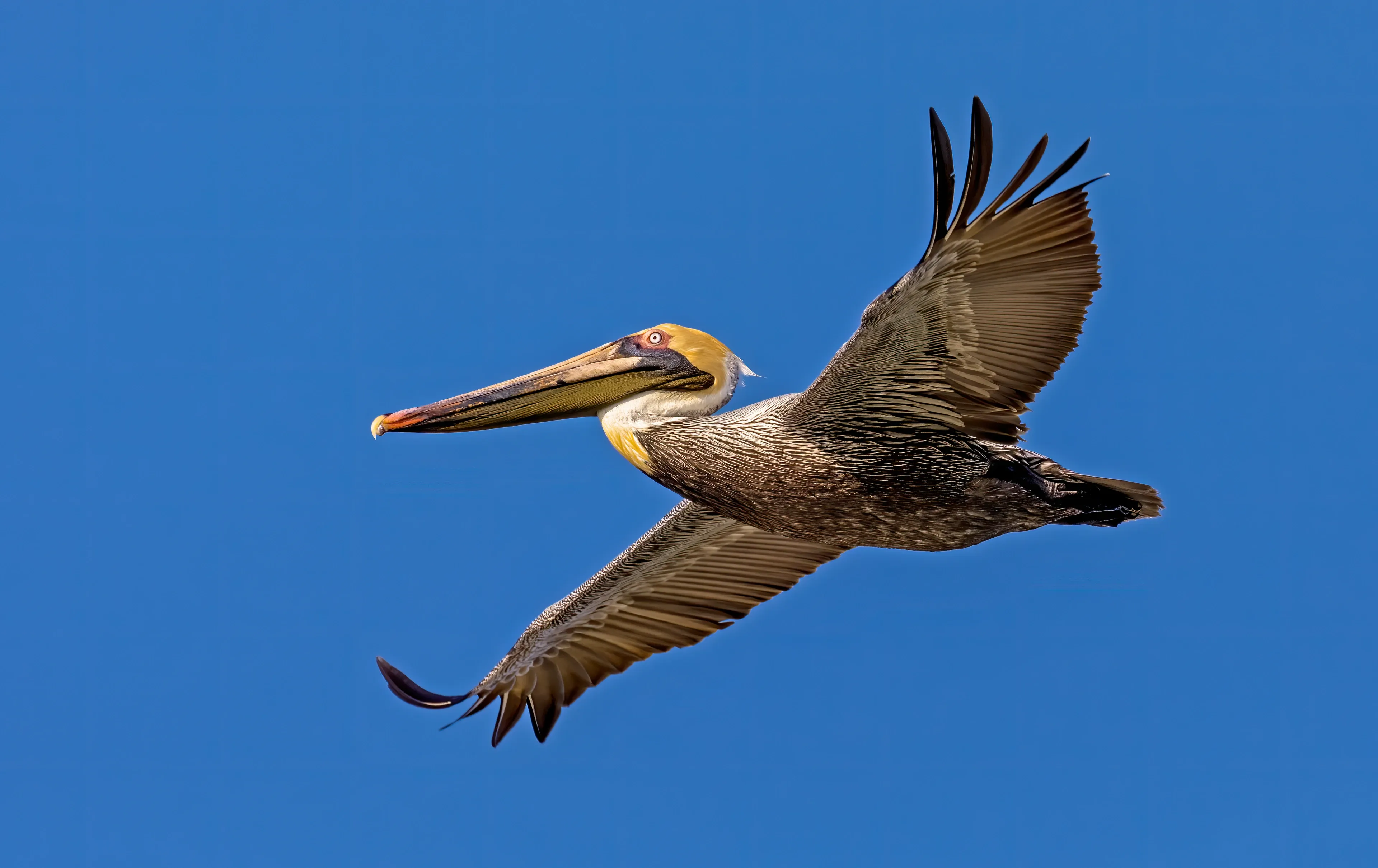 A brown pelican soars through a bright blue sky with its large wings fully spread, one raised high and the other angled down. Its feathers are mottled brown and grey, with a pale yellow patch on its head, a white neck, and a long thick beak held straight out.