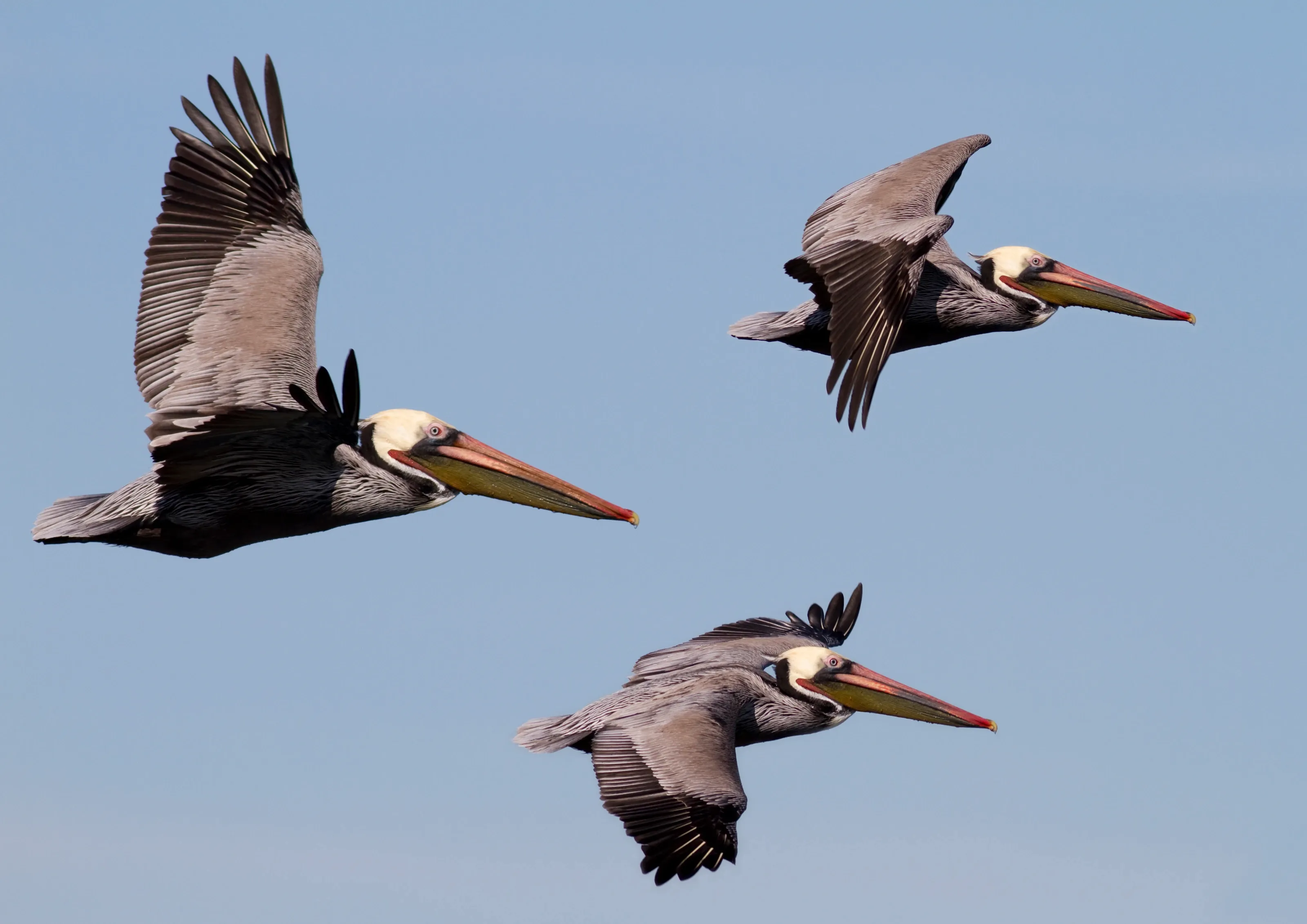 Three brown pelicans soar in a loose line through a pale blue sky, wings fully spread. Each has a long yellowish beak with a reddish tip, a white-feathered head, and a dark brown neck.
