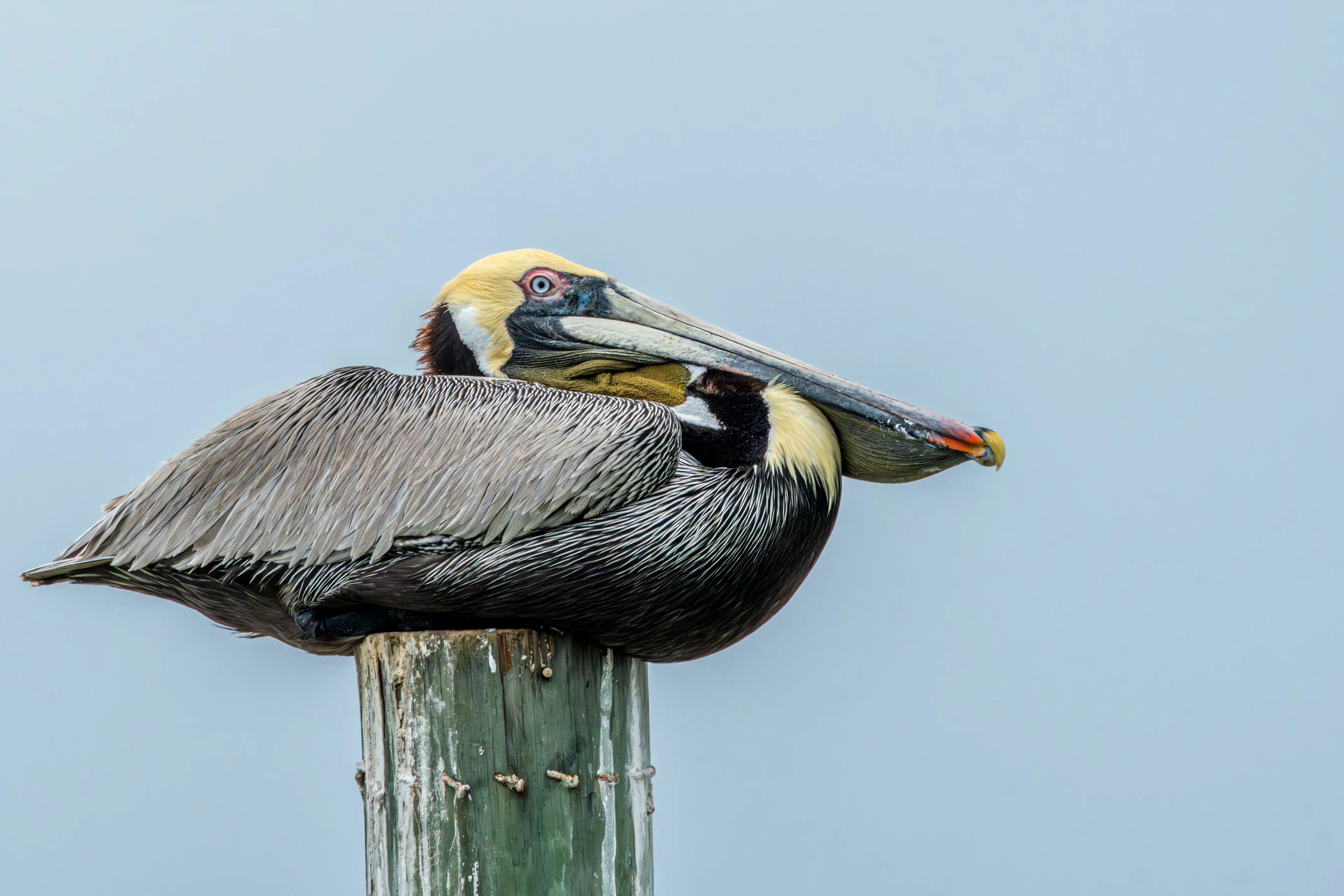 A brown pelican perches on a weathered wooden post against a pale blue sky, its head tucked back over its wing. Pale yellow feathers top its head, and its long grey beak rests against its dark neck.