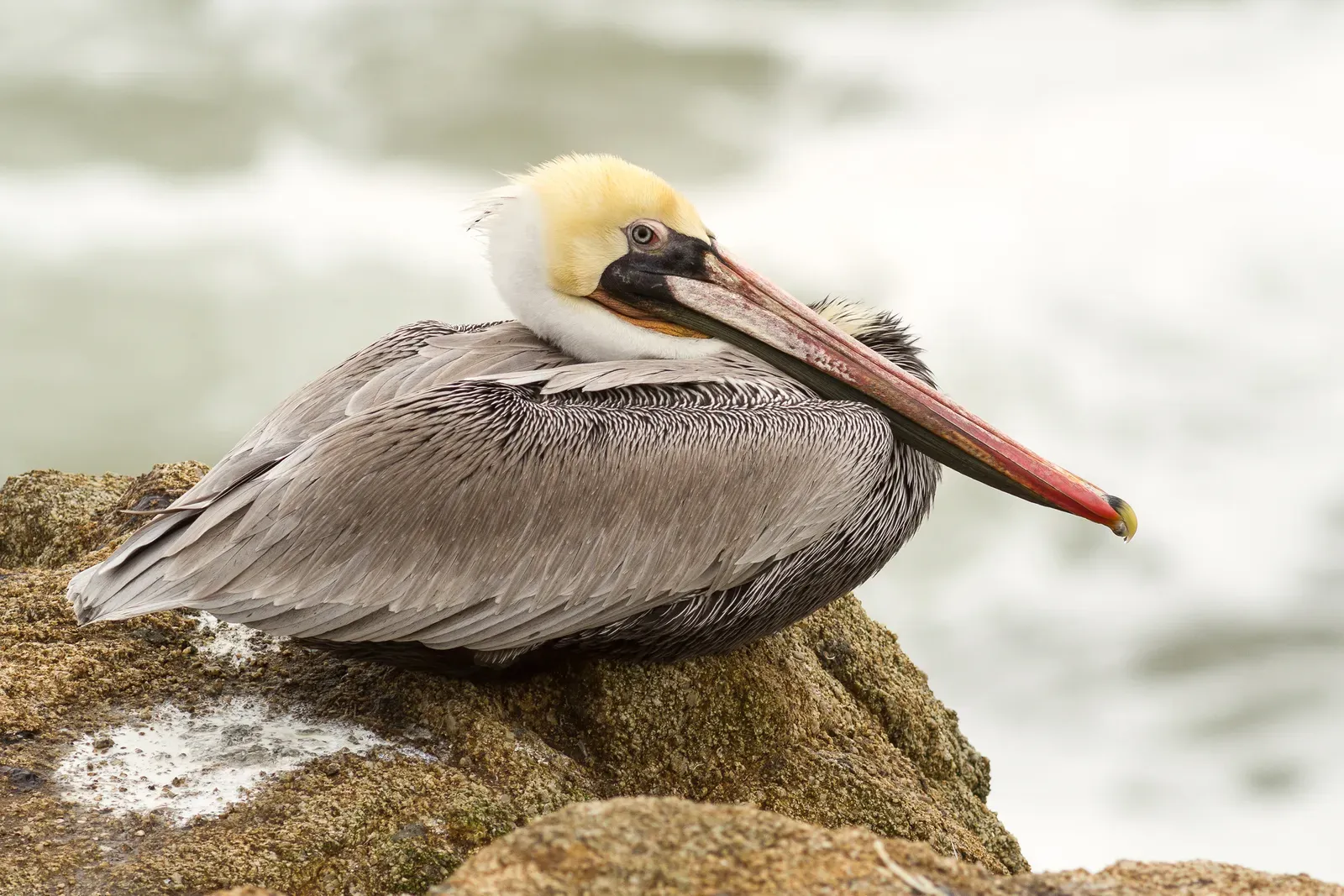 A brown pelican resting on a coastal rock, showing its pale yellow head, dark neck and long red-and-grey bill.