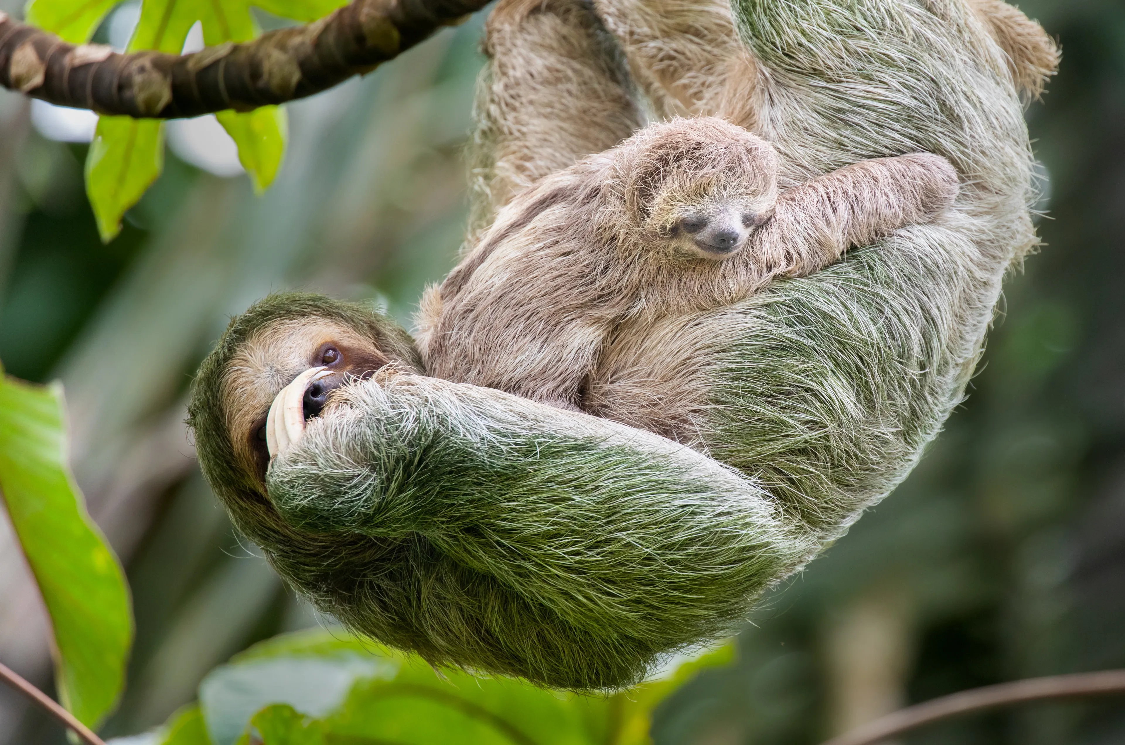 A brown-throated sloth hangs upside down from a rainforest branch, holding a baby against its chest. Both have shaggy gray-brown fur, dark eye masks, and long curved claws gripping the wood among green tropical leaves.