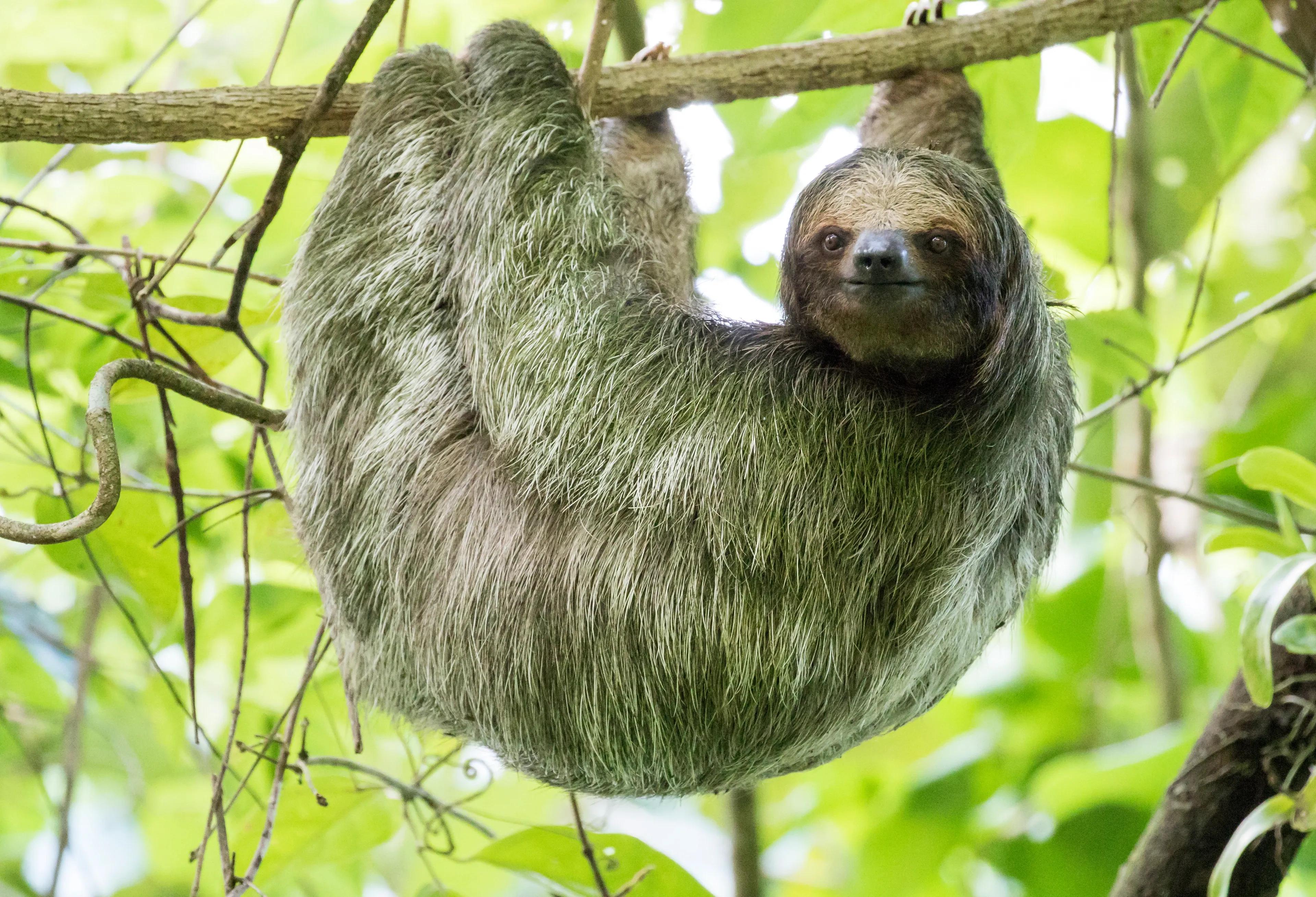 A brown-throated sloth hangs upside down from a tree branch, looking toward the viewer with shaggy gray-brown fur. Its curved claws hook the branch among bright green forest leaves.