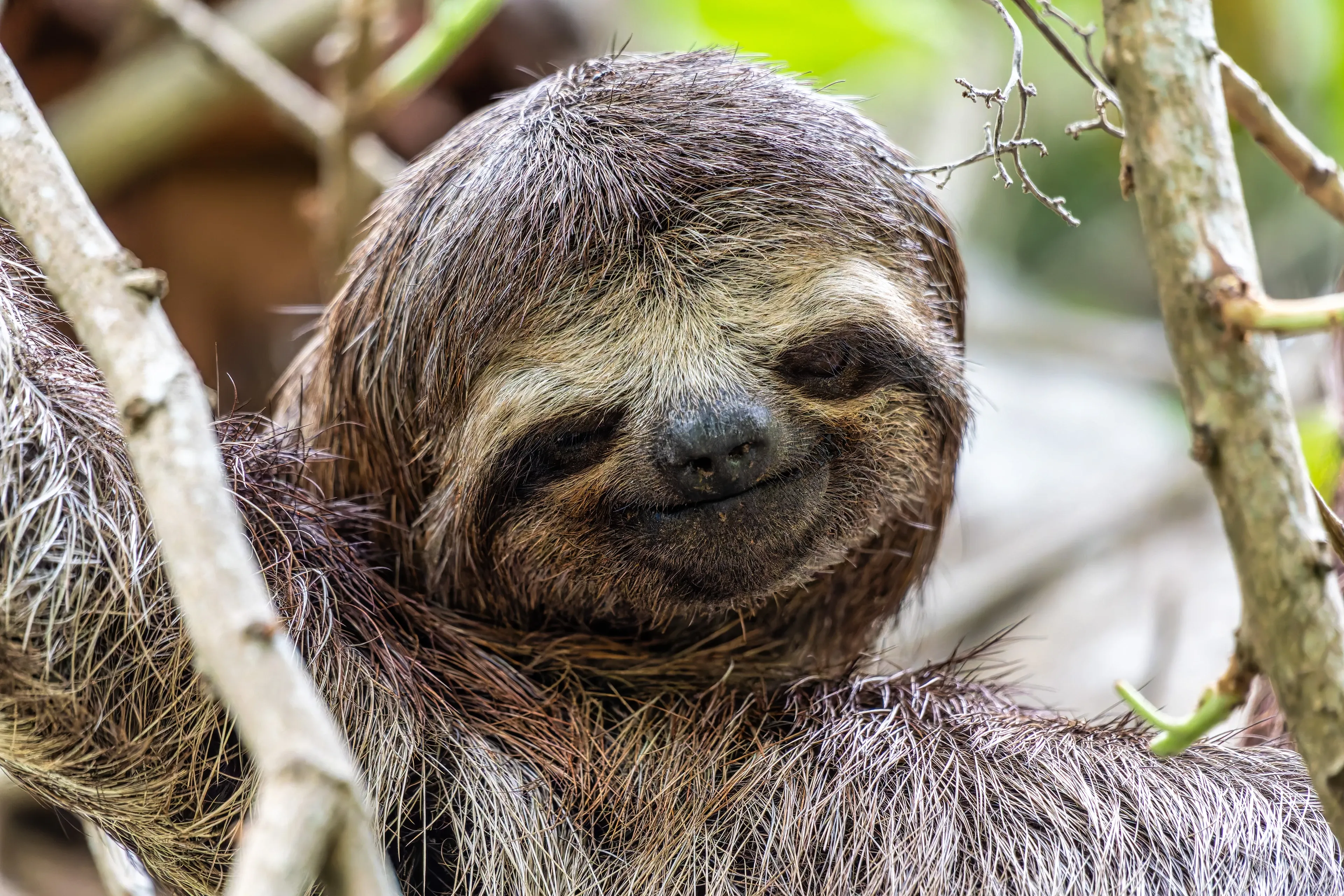 A close-up of a brown-throated sloth's round face, with coarse gray-brown fur, a dark mask around its squinting eyes, and a small black nose. It leans against pale tree branches with soft green leaves behind it.