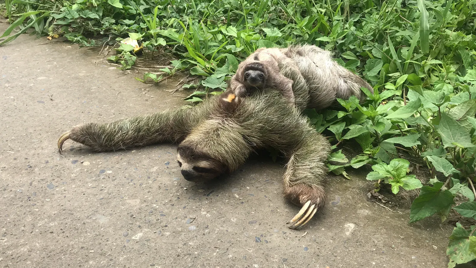 A three-toed brown-throated sloth resting on the ground with its small baby clinging to its chest.