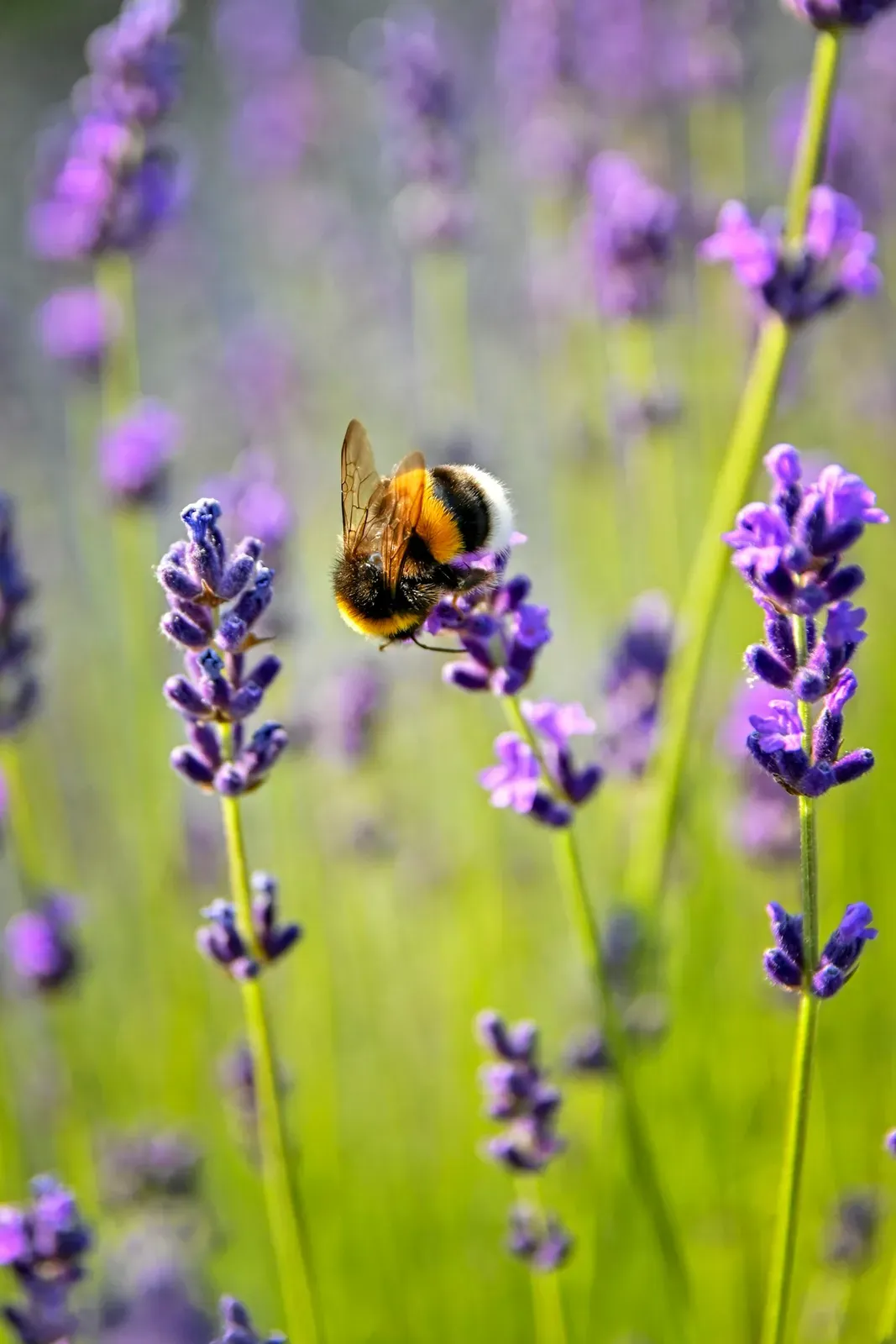 A fuzzy black-and-yellow bumblebee with a pale tail feeding on purple lavender flowers.
