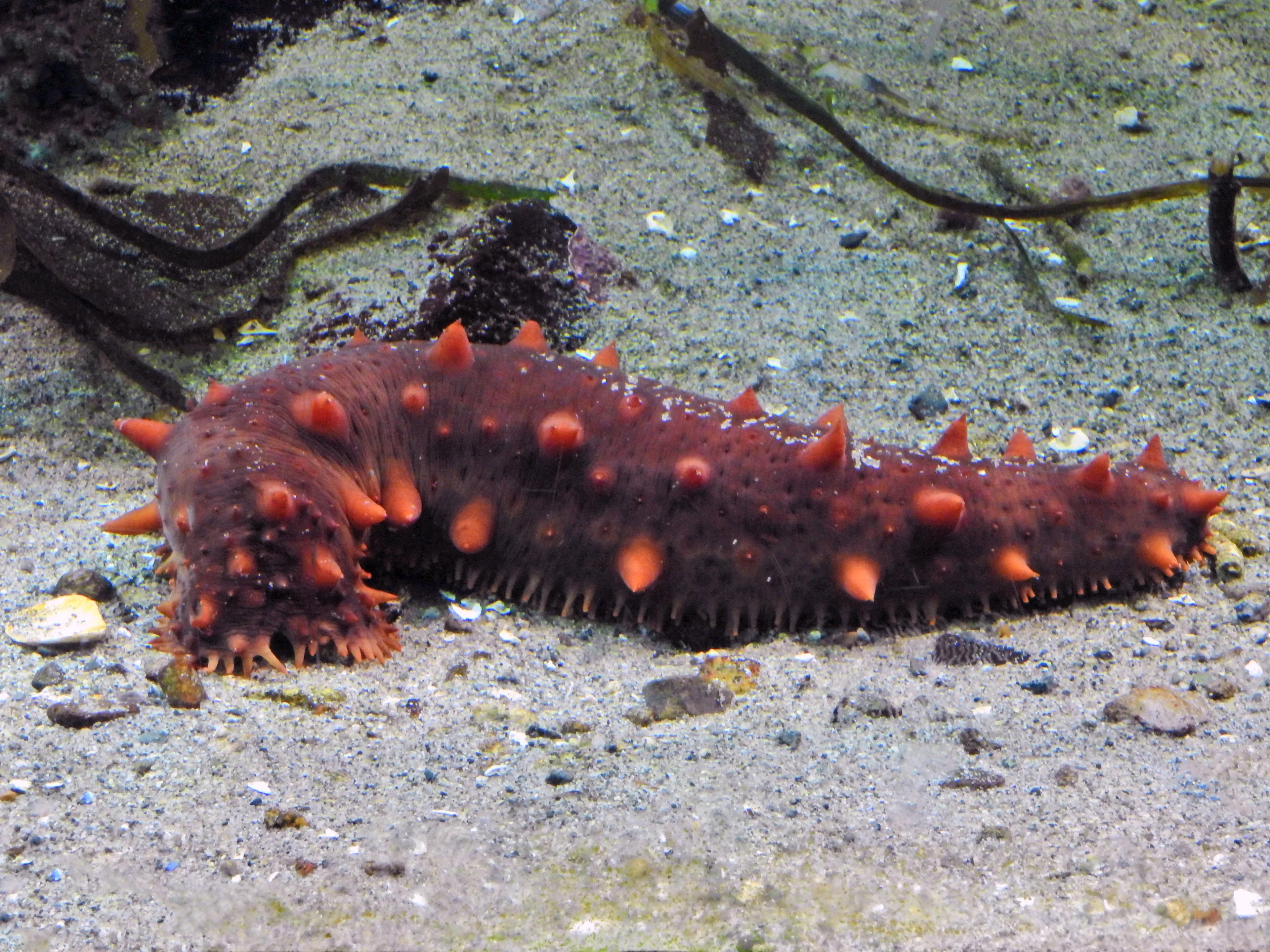 A California sea cucumber rests in a C-shape on a sandy seabed, its long maroon body covered in bright orange cone-shaped bumps. Tiny pale tube feet fringe the sand along its underside, with dark strands of kelp in the background.