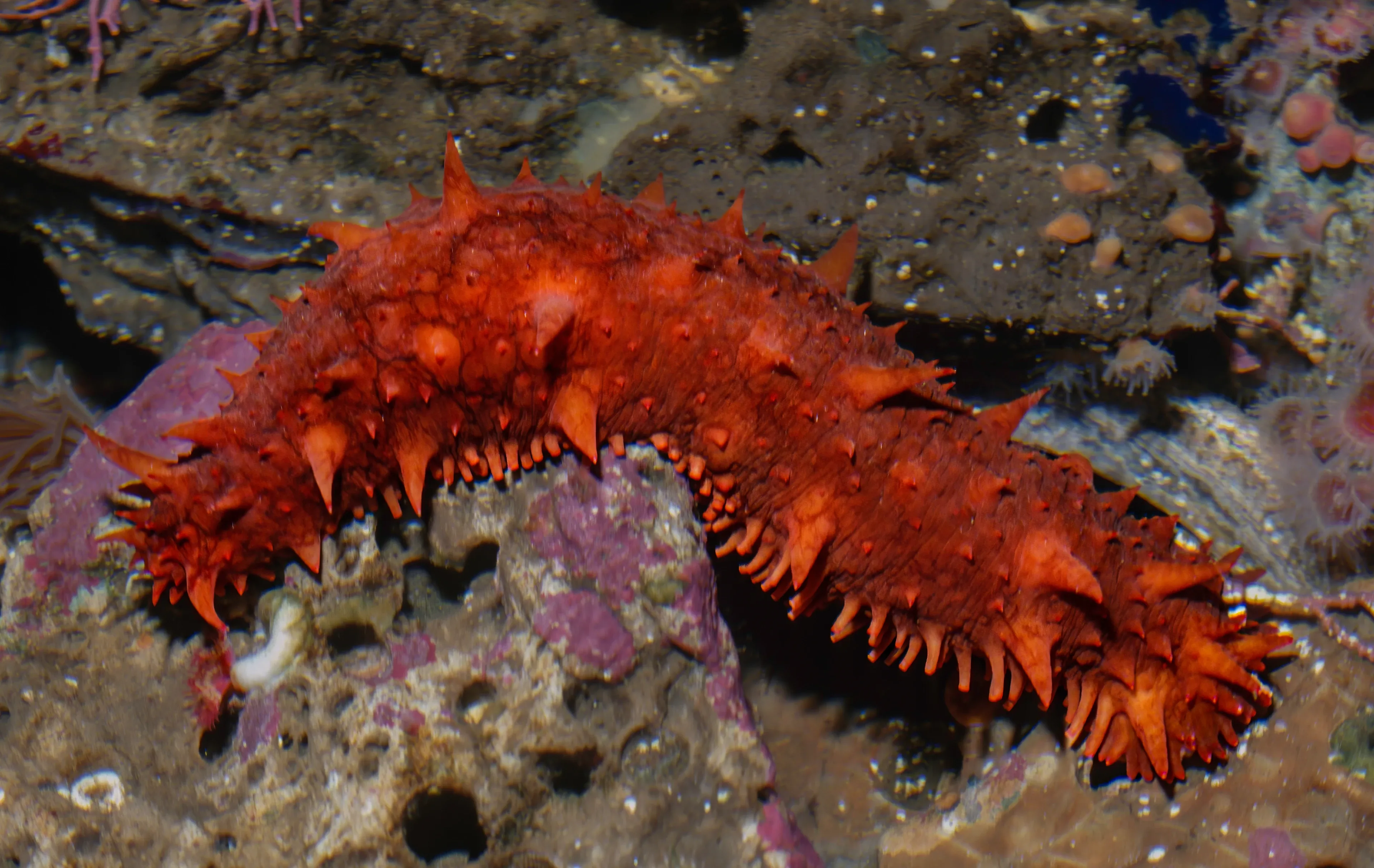 A bright reddish-orange California sea cucumber arches over bumpy seafloor rocks. Its long, thick body is covered in soft, pointy spikes, and the rocks around it show patches of pink and purple.