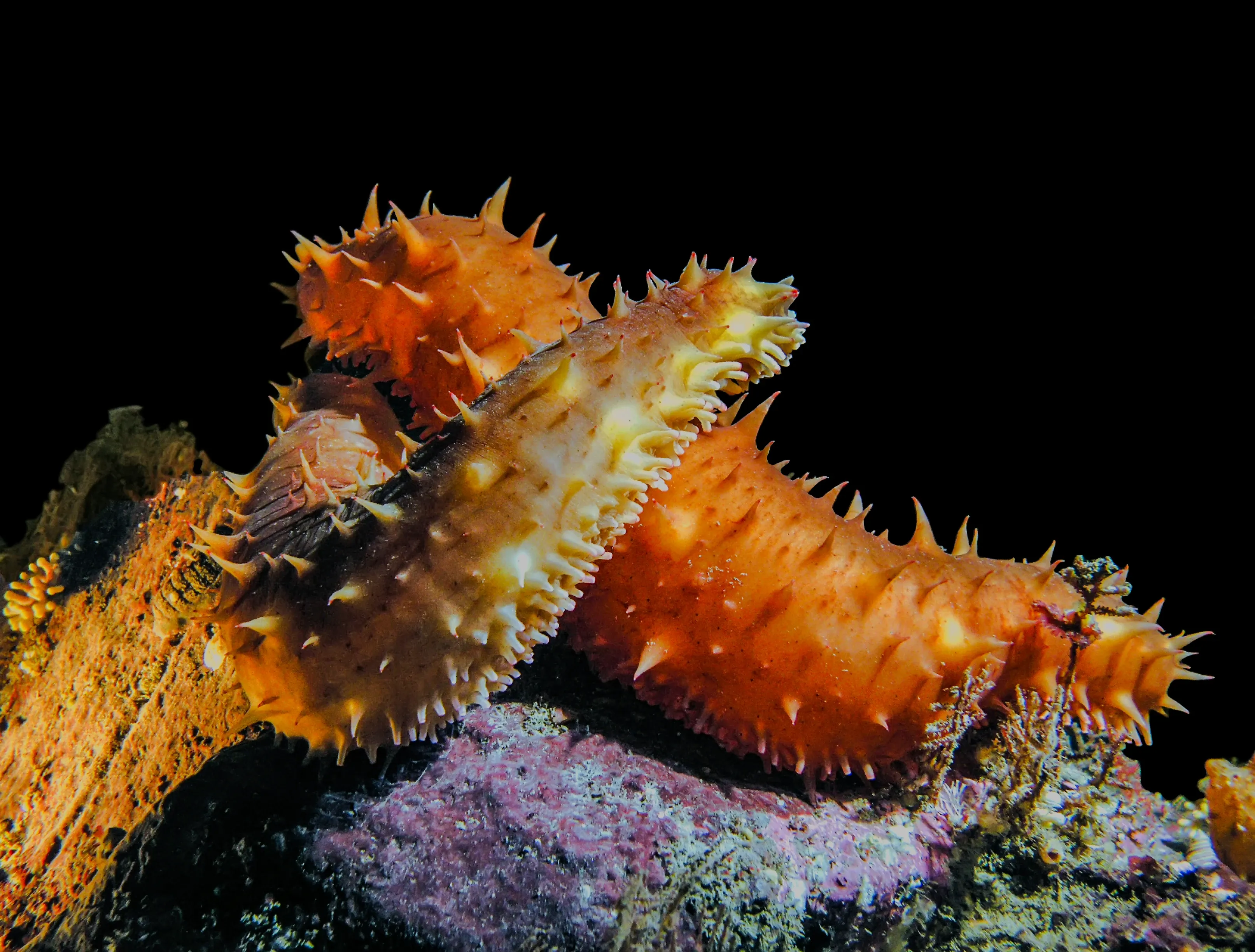 A bright orange California sea cucumber lies beside a yellowish one on a dark, rocky seafloor. Their long, tube-shaped bodies are covered in rows of soft, pointy bumps.