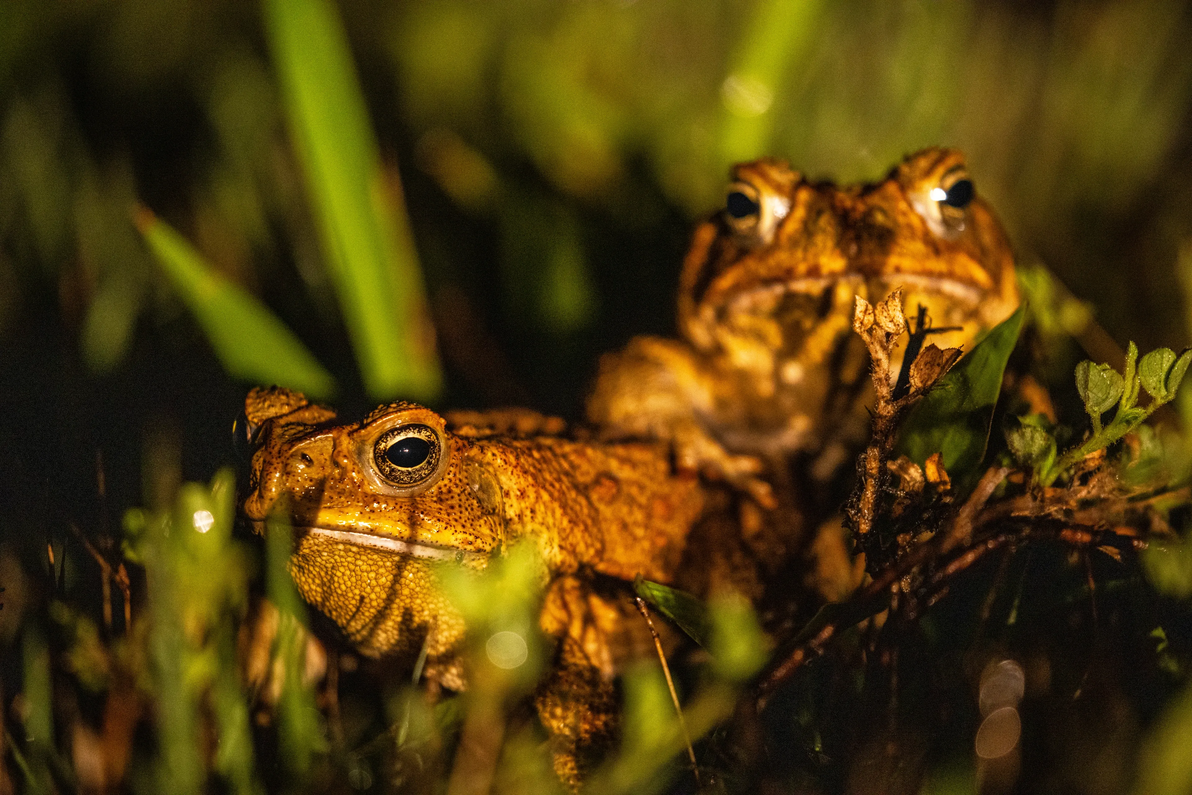 Two bumpy cane toads sit among green plants in the dark. Their skin is a warm golden-brown, and their large, dark eyes shine in the light.