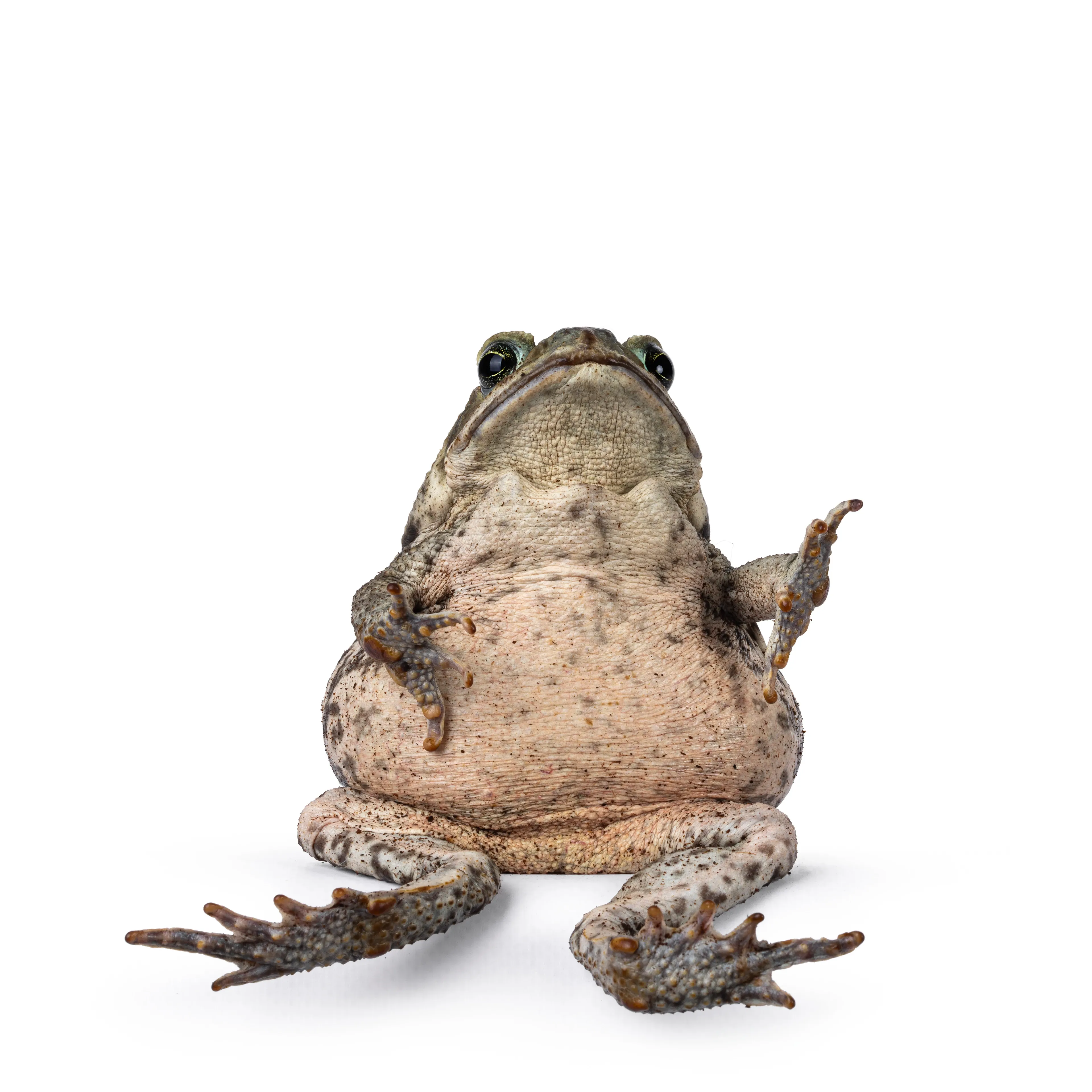 A cane toad sits upright against a white background, front legs raised as if gesturing and long back legs sprawled beside its round, cream-colored belly. Its bumpy skin is mottled tan and dark brown, and it tilts its head up with big dark eyes.