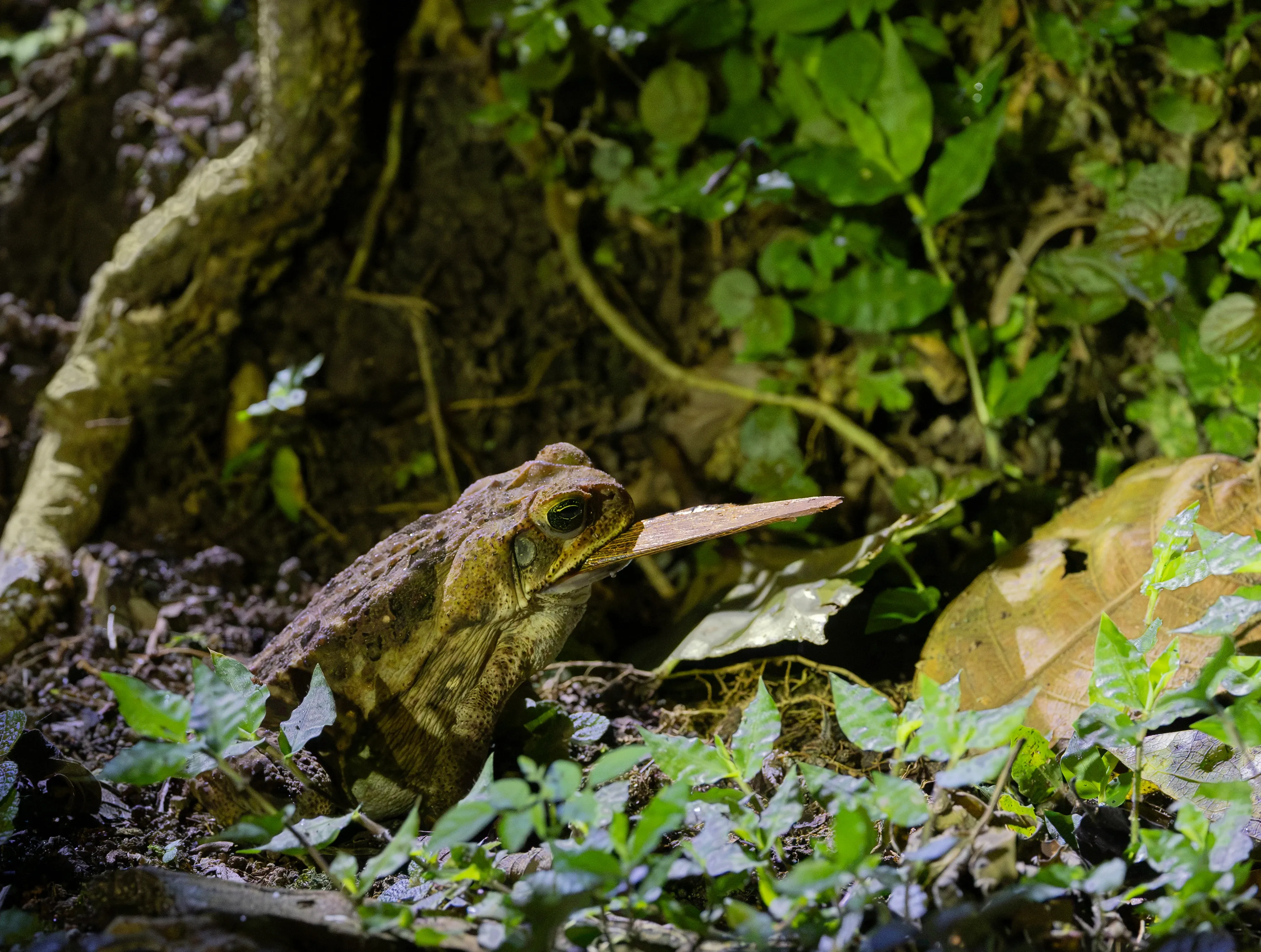 A bumpy brown cane toad sits on a damp forest floor with a long, flat piece of bark or dried leaf in its mouth. Bright green leafy plants and pale tree roots surround it in the shade.