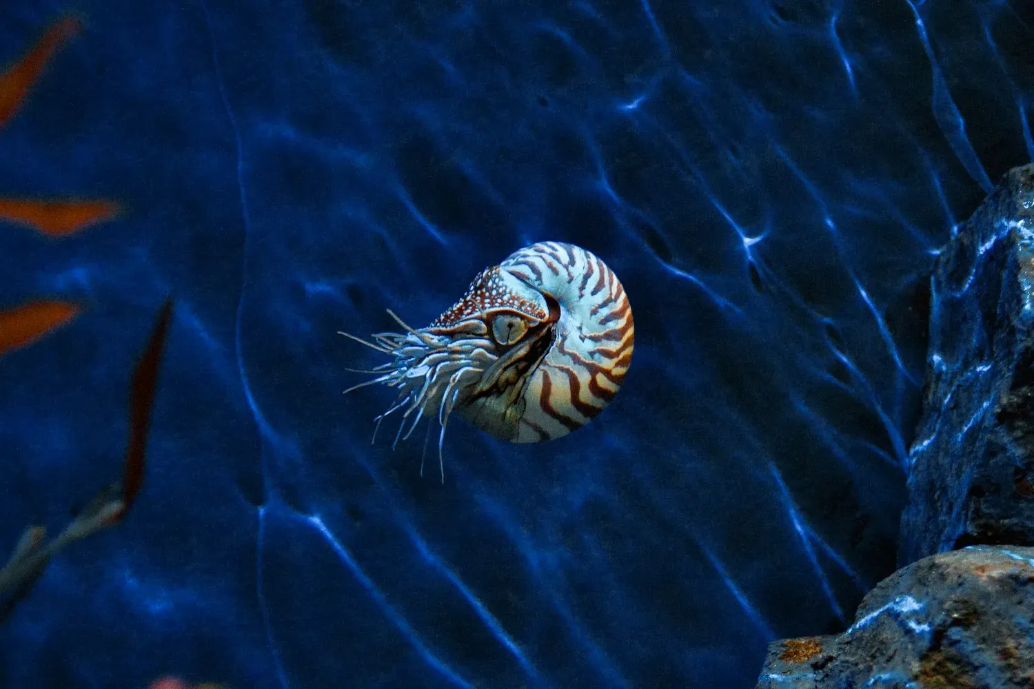 A live chambered nautilus with a brown-and-white striped spiral shell and many thin tentacles, drifting in blue water.