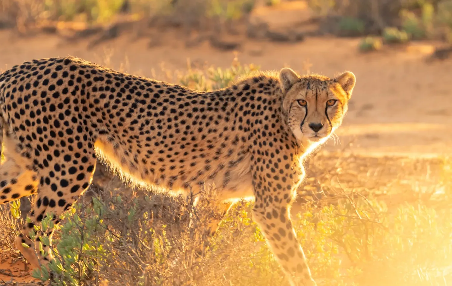 A cheetah with a tan spotted coat and black tear-mark stripes walking through golden savanna at sunset.