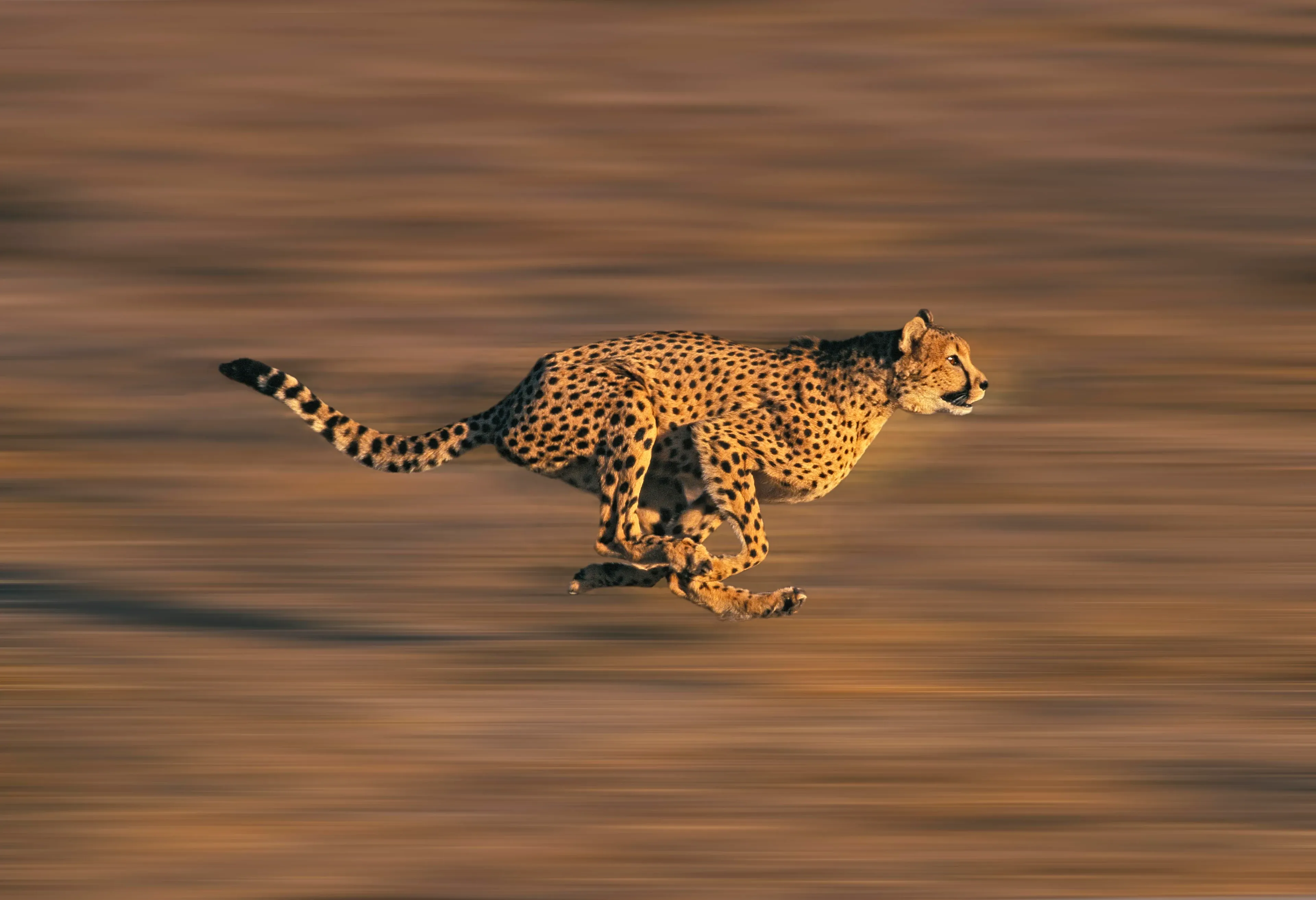 A cheetah sprinting across a dry savannah in side profile, body stretched mid-air with the background blurred into horizontal motion streaks.
