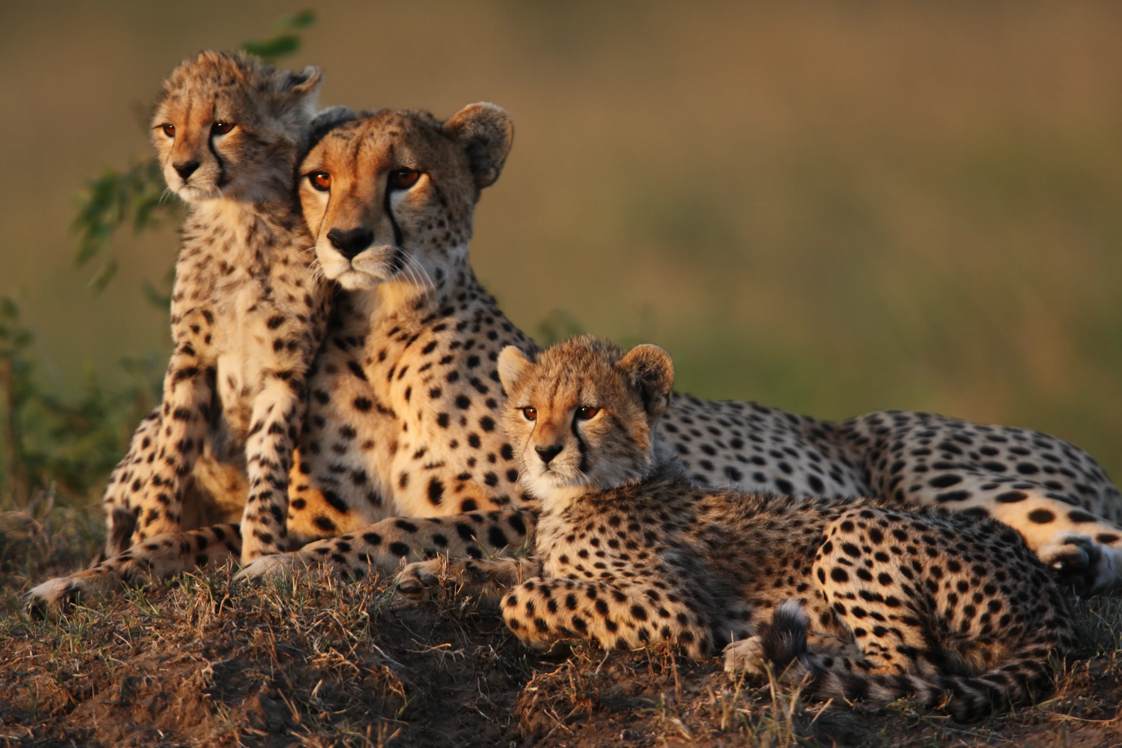 A mother cheetah resting on a grassy mound with two fluffy cubs nestled against her in warm golden-hour light.