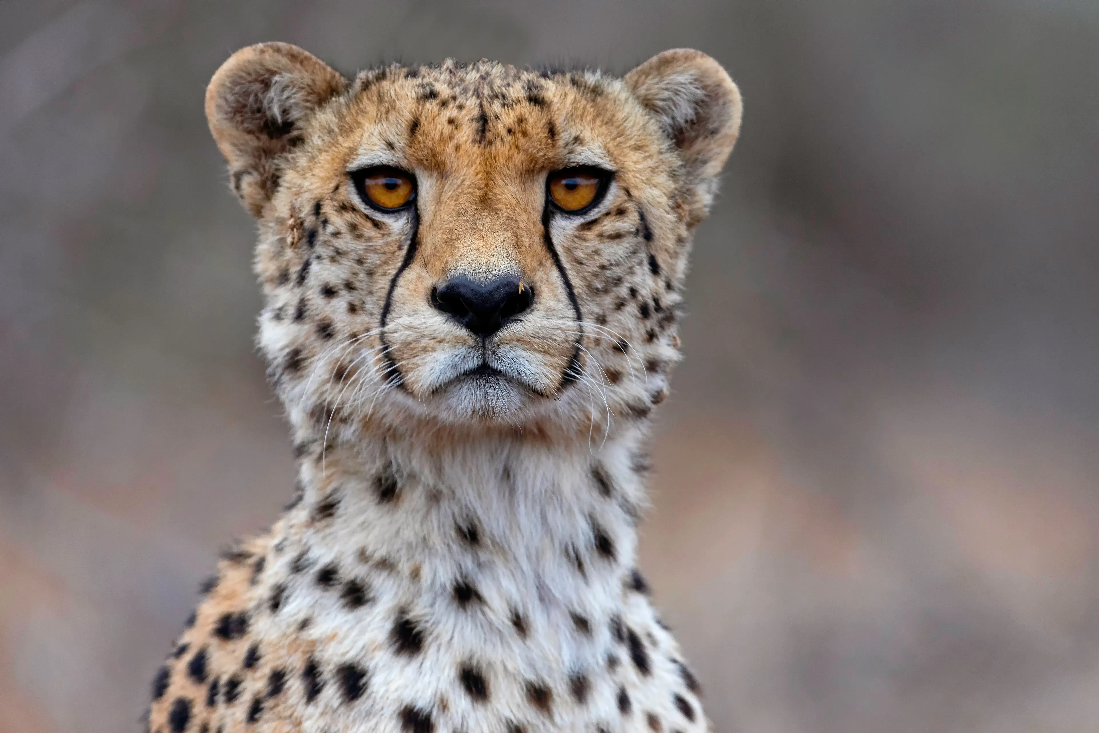 A close-up front-facing portrait of a cheetah looking directly at the camera, showing amber eyes, black tear marks, and a spotted tan coat.
