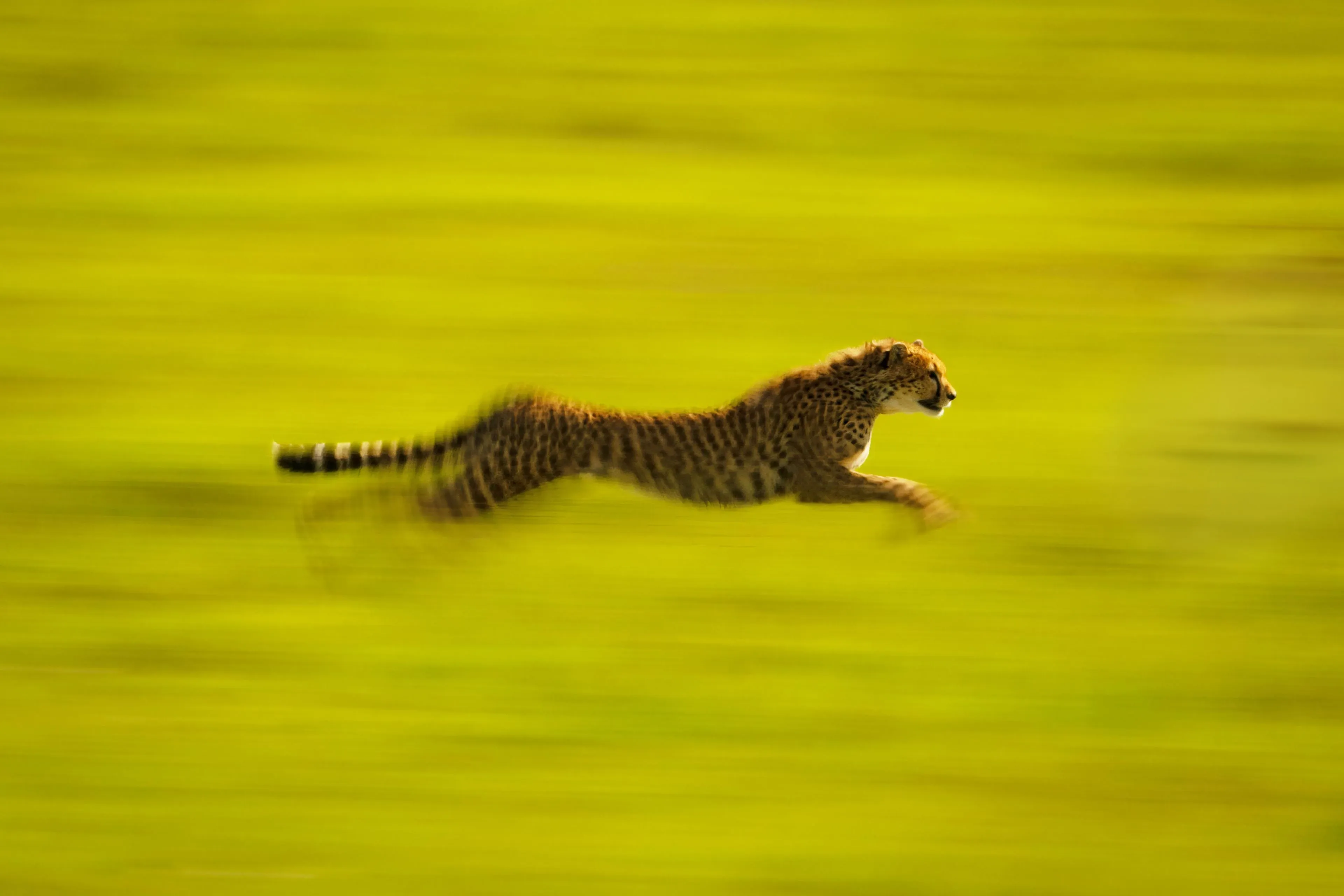 A cheetah in full sprint across a bright grassy field, body extended and background streaked with yellow-green motion blur.