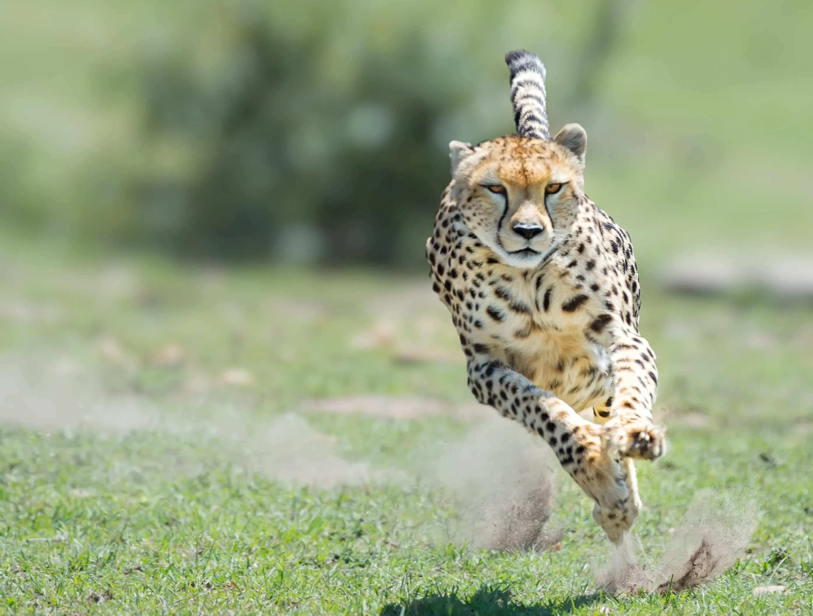 A cheetah sprinting toward the camera across short grass, front paws kicking up a cloud of dust with its long tail curved for balance.