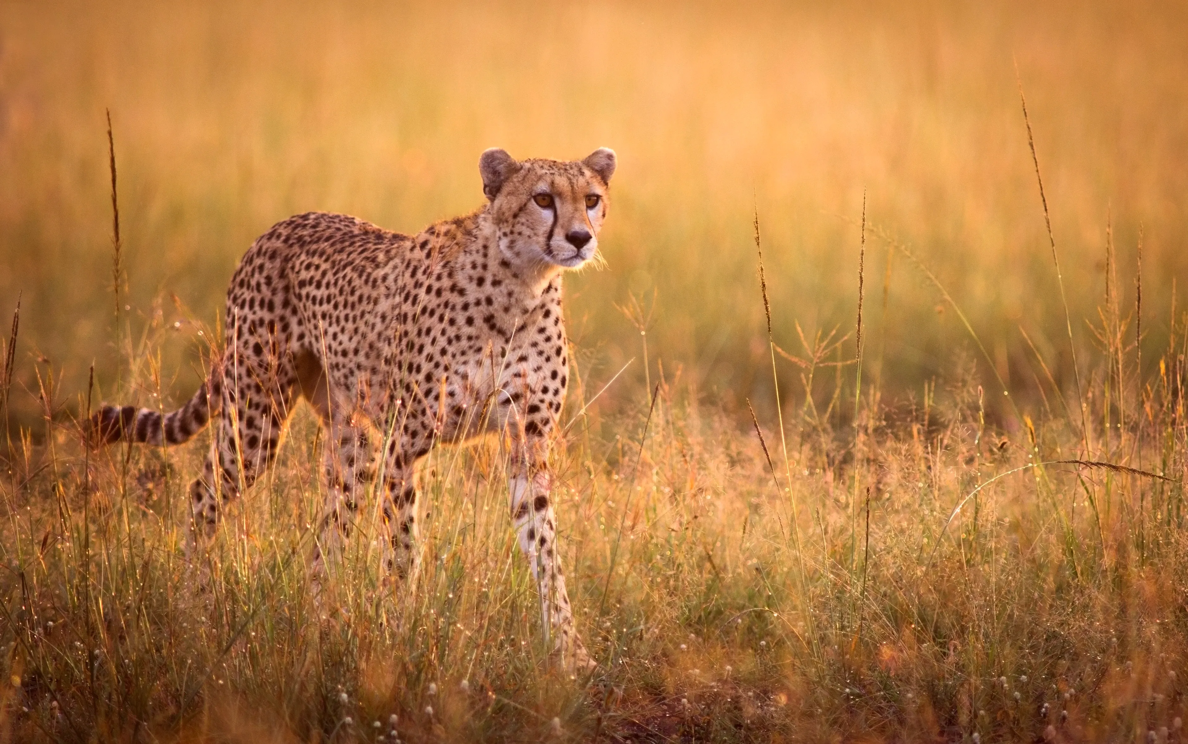 A cheetah standing alert in tall golden grass at sunset, looking to the side with warm light highlighting its spotted coat.