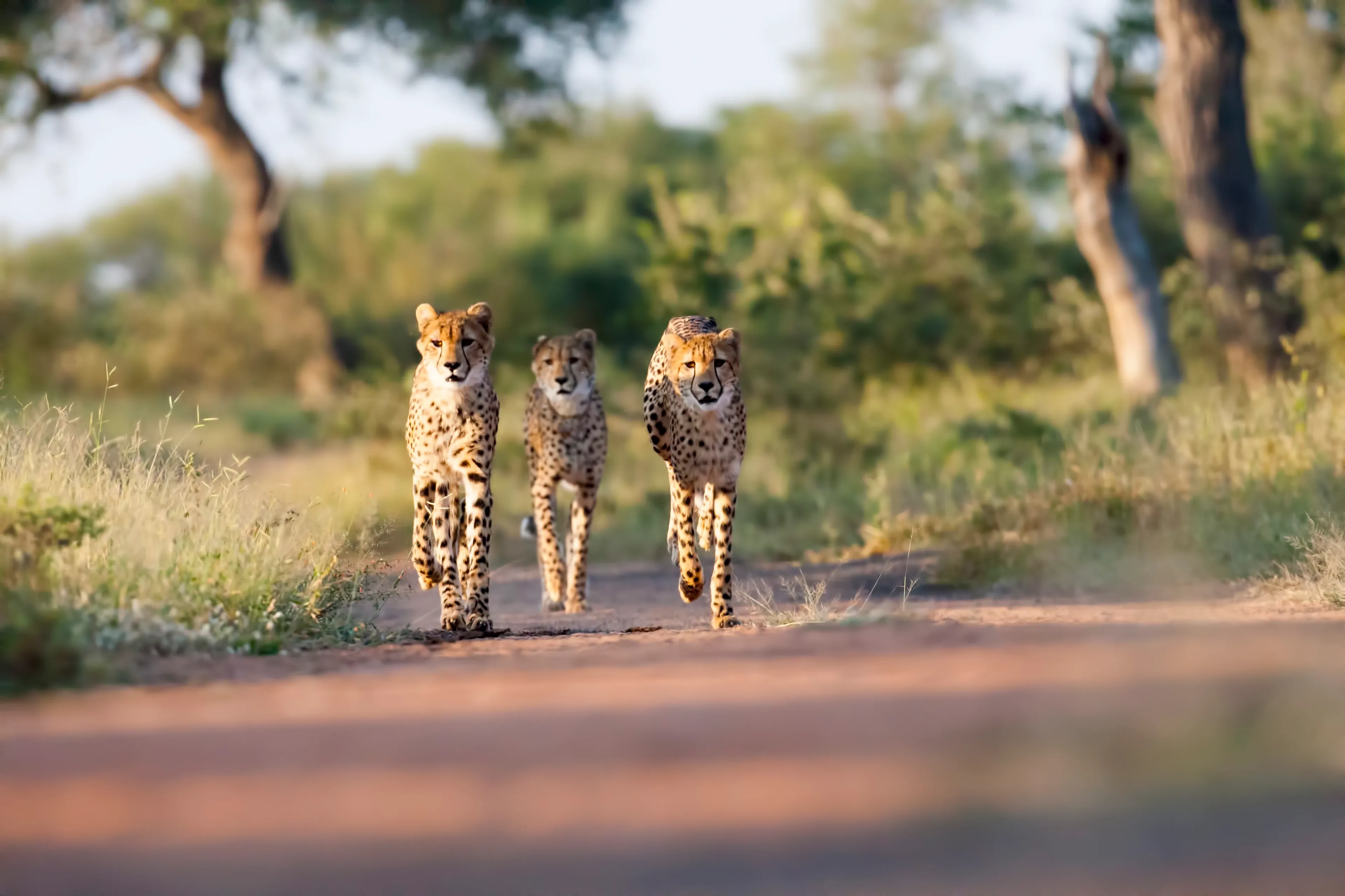 Three cheetahs walking toward the camera along a reddish dirt track through sunlit savannah grass and bushes.