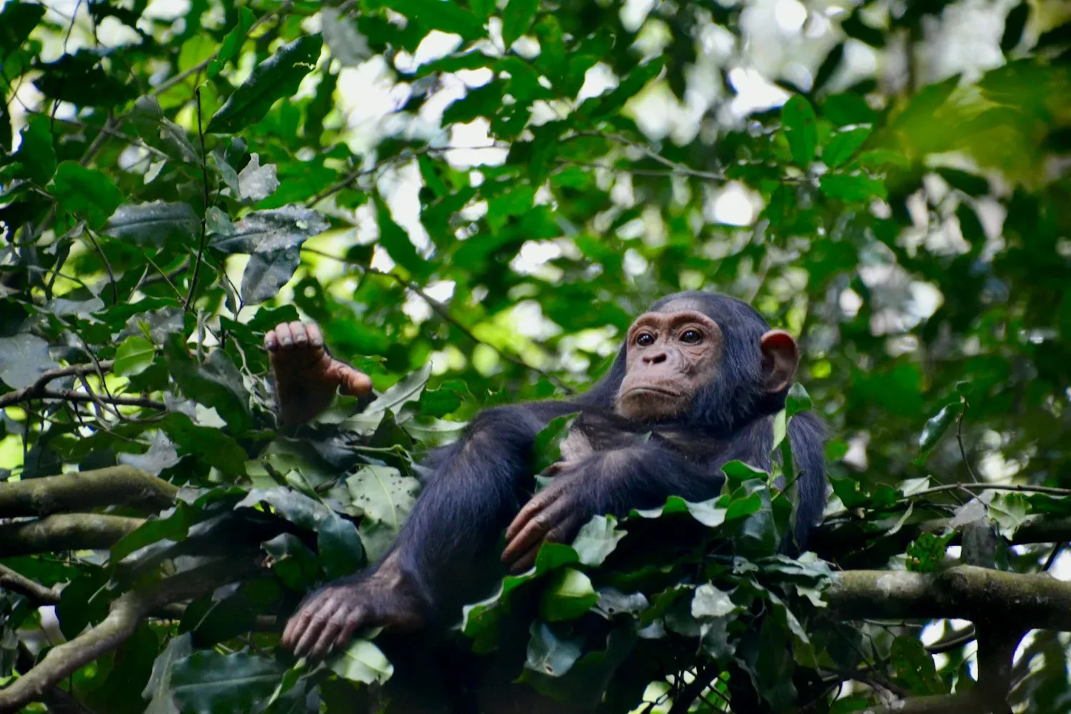 A young chimpanzee with black hair and a bare face lounging among green branches in the forest canopy.