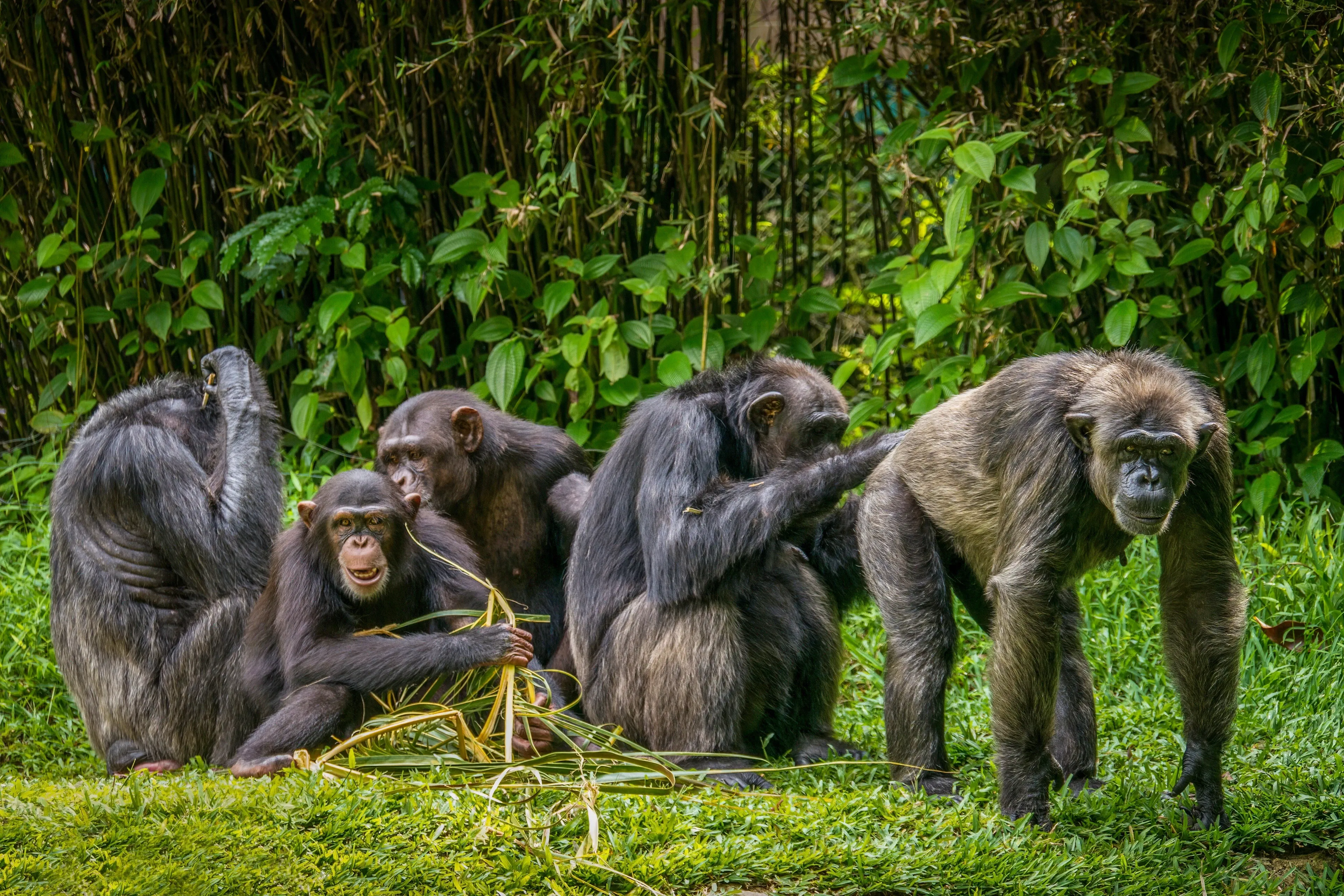 Five chimpanzees sit and stand together on a green lawn in front of tall bamboo. One grooms a companion’s fur, a smaller chimpanzee holds yellow grass, and a large chimpanzee on the right looks toward us.