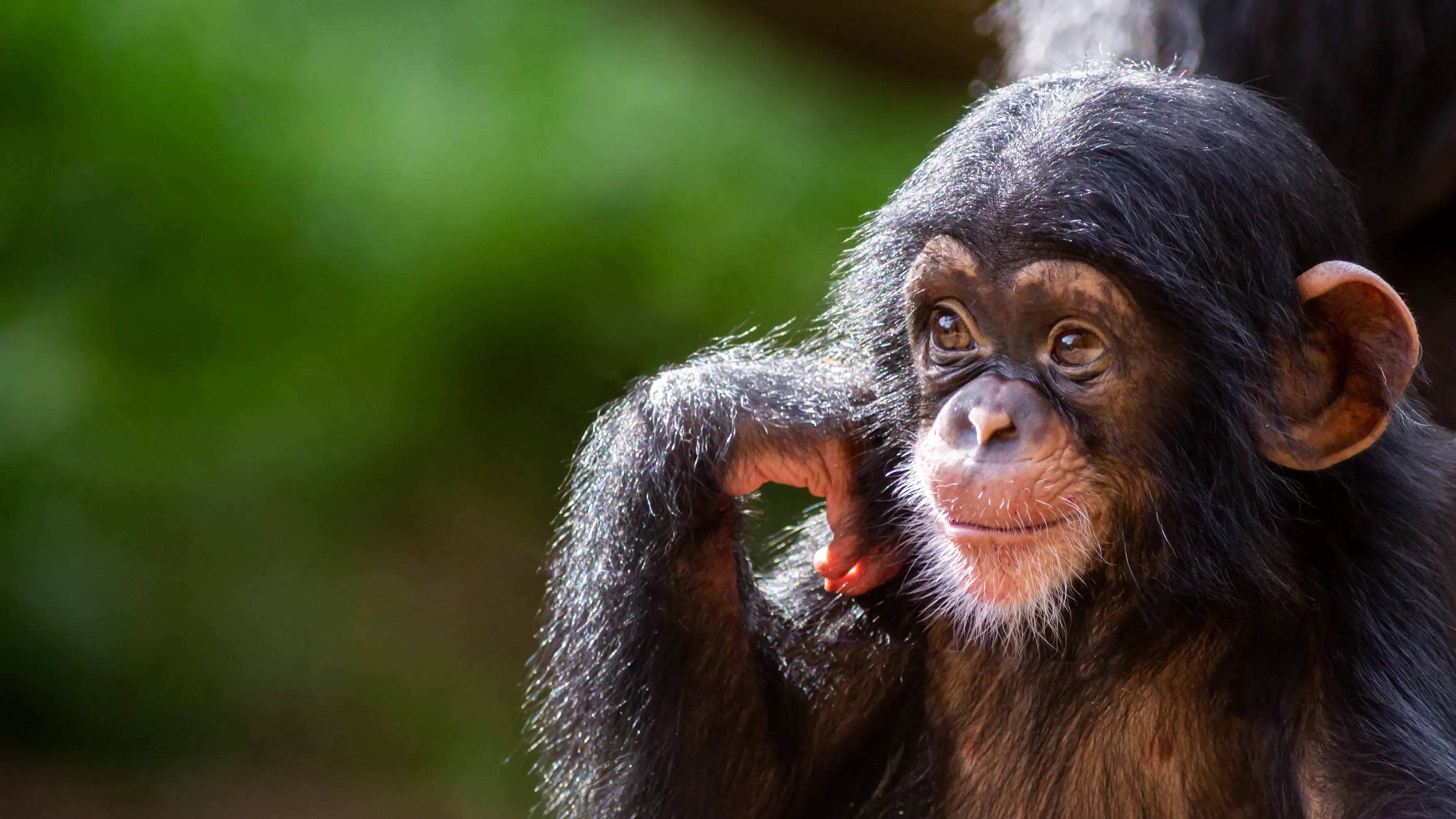 A young chimpanzee with thick black hair and a pinkish-tan face looks upward, one small hand raised near its ear. Its rounded ear and brown eyes stand out against soft green leaves.