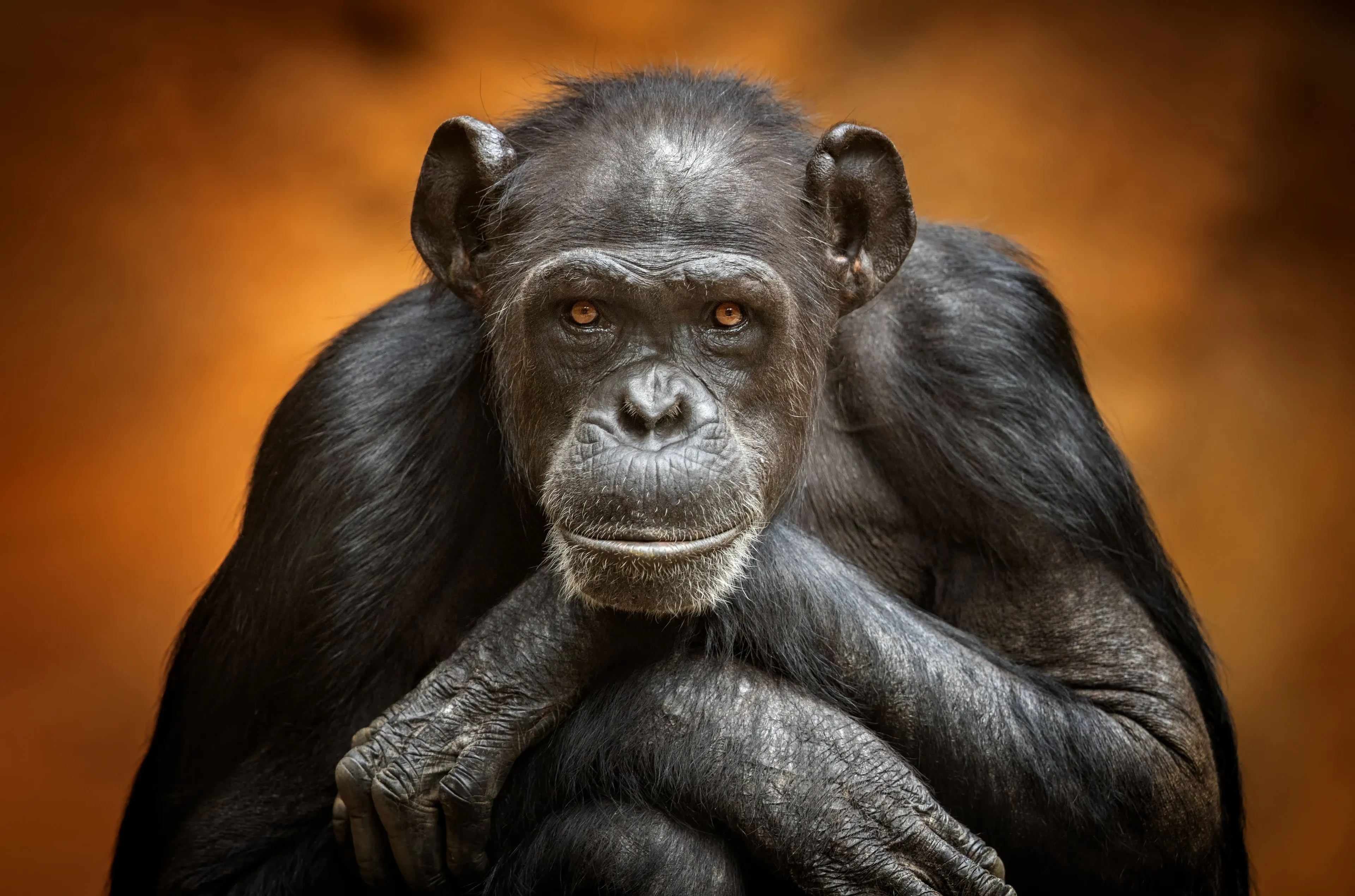 A chimpanzee rests its chin on crossed arms, looking forward with golden-brown eyes. Thick black hair covers its shoulders, and its wrinkled grey-brown face has a small fuzzy beard.