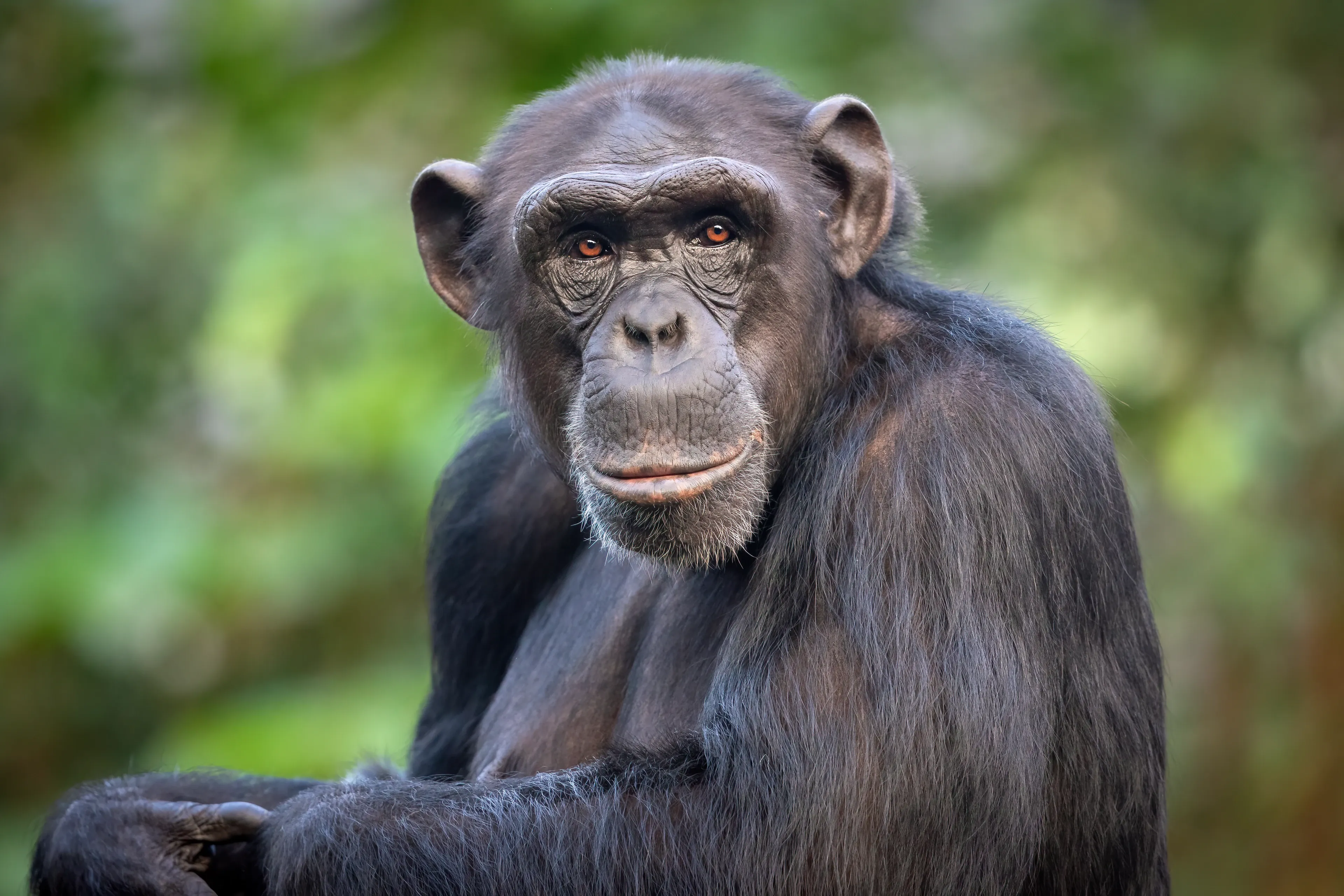 A chimpanzee gazes toward us with a slightly tilted head, dark eyes, and large rounded ears. Its wrinkled tan-grey face is framed by thick black hair against a blur of green forest.