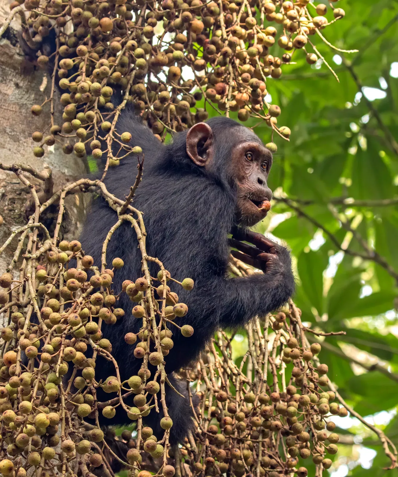 A common chimpanzee with dark hair sitting among leafy branches while feeding on figs.